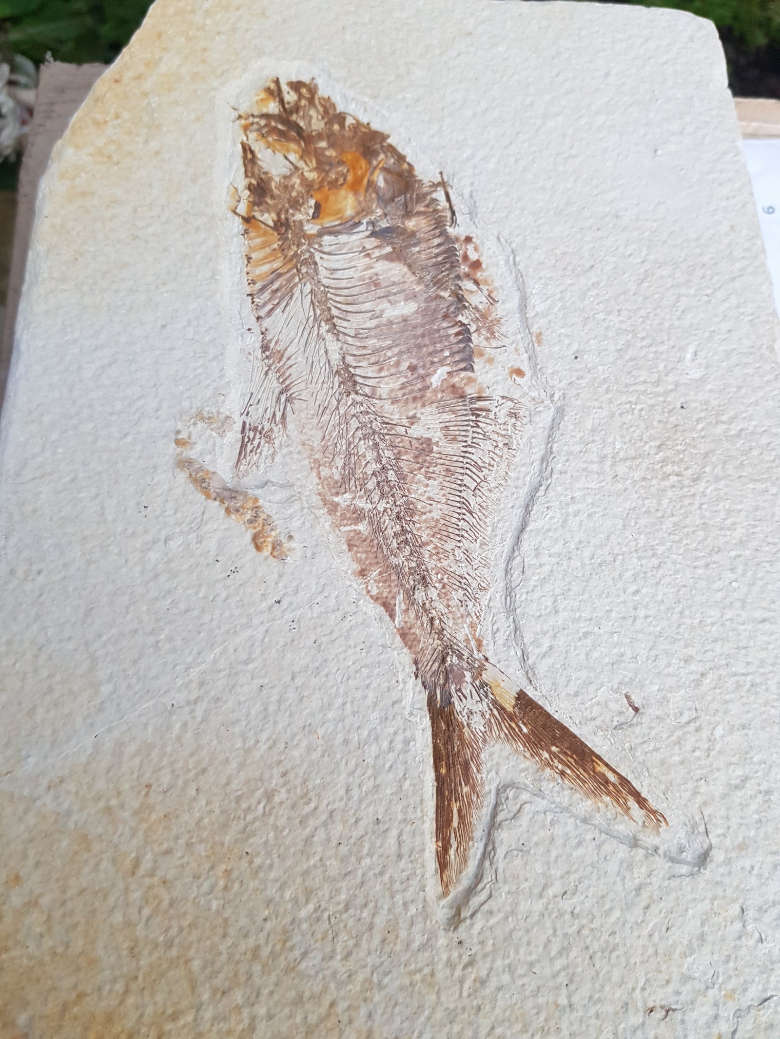 Fossil Fish - The Science of Magic 