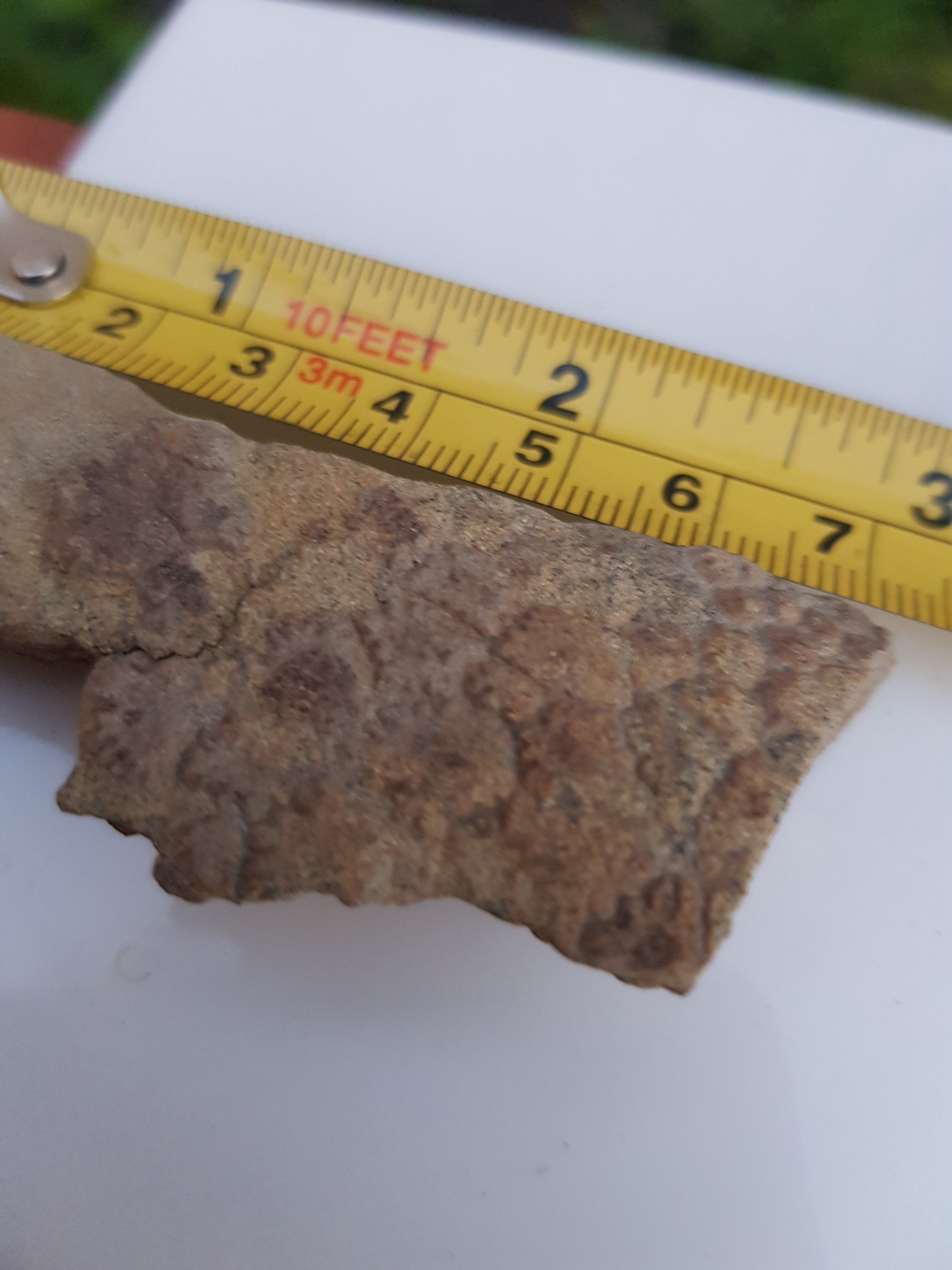 Dinosaur skin - The Science of Magic 