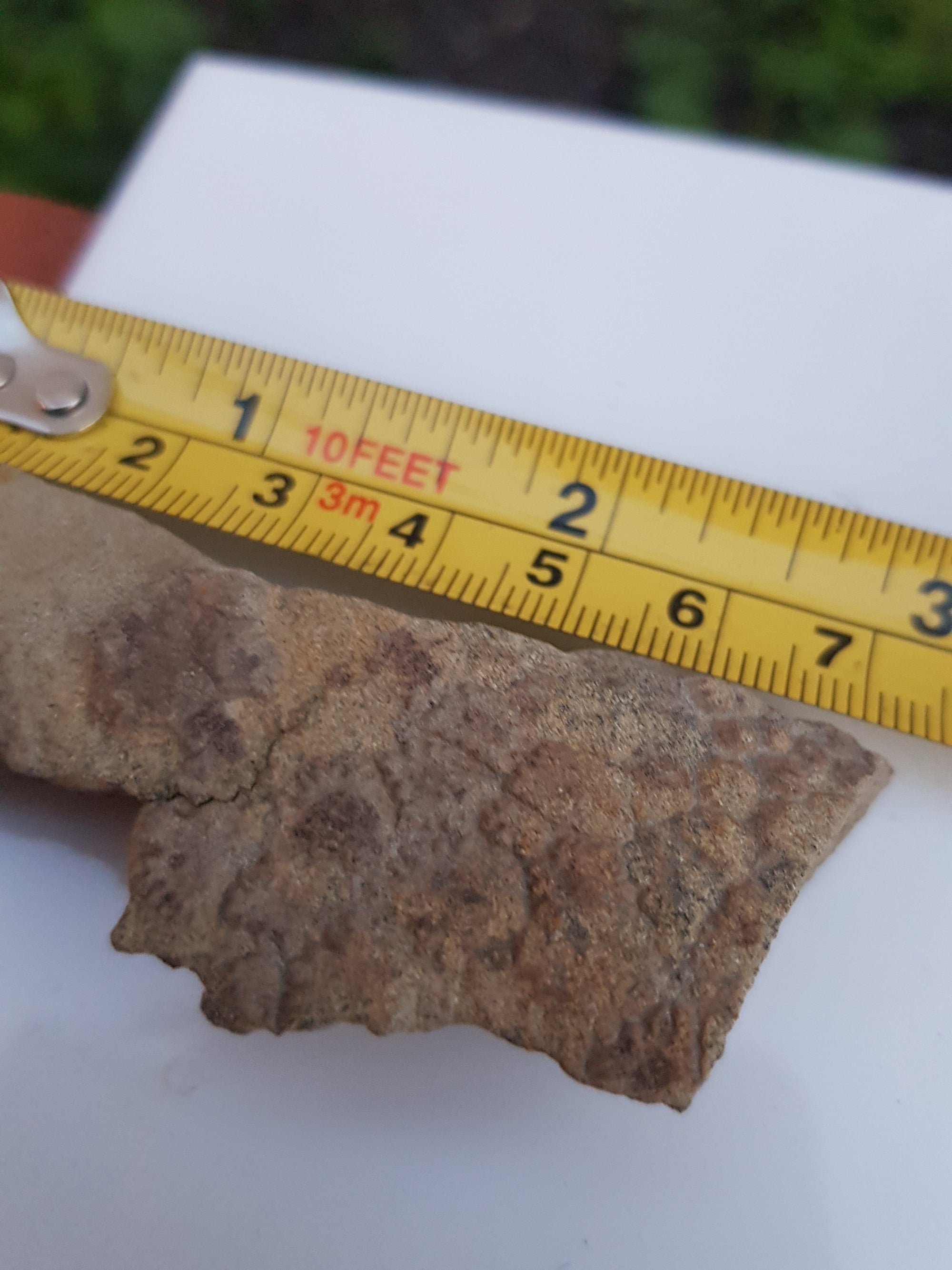 Dinosaur skin - The Science of Magic 