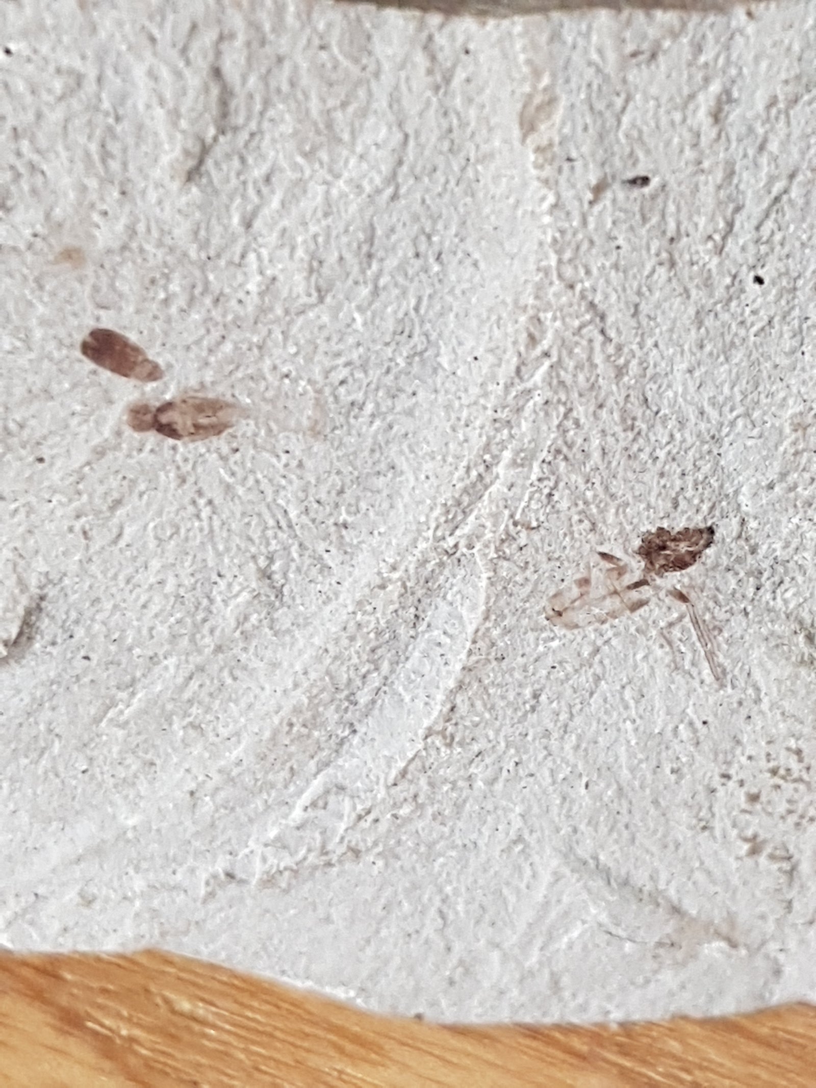 Fossil insects - The Science of Magic 