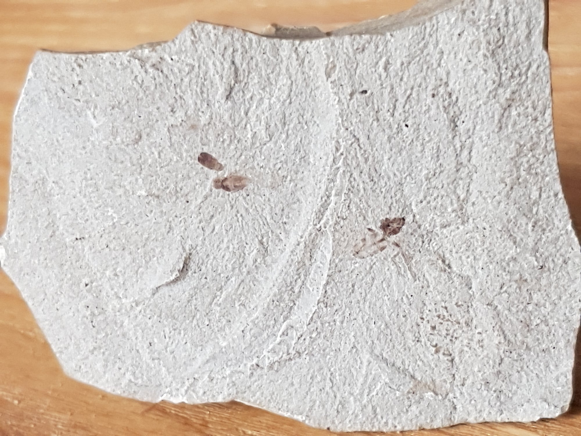 Fossil insects - The Science of Magic 