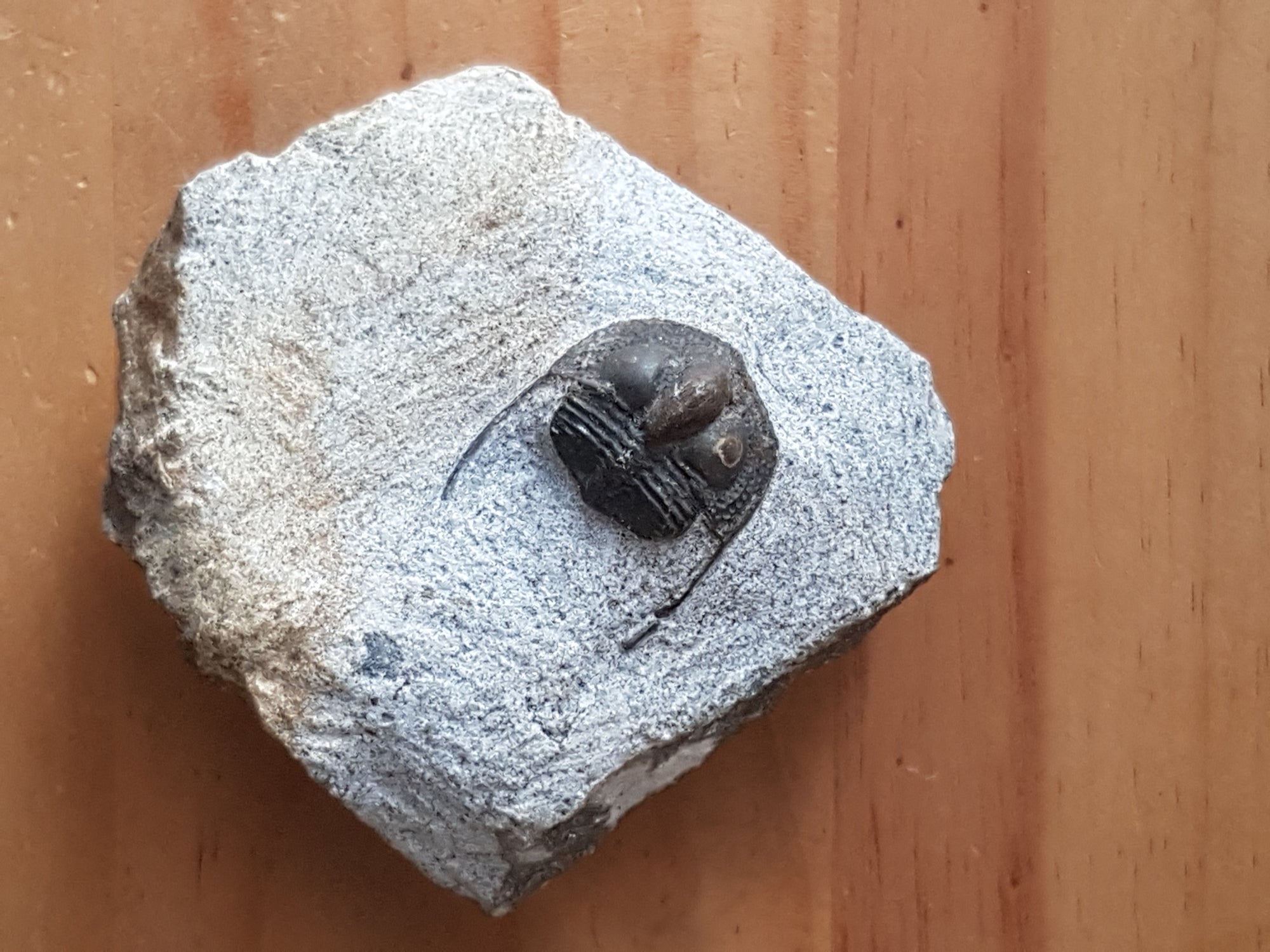 Tri nucleid trilobite - The Science of Magic 