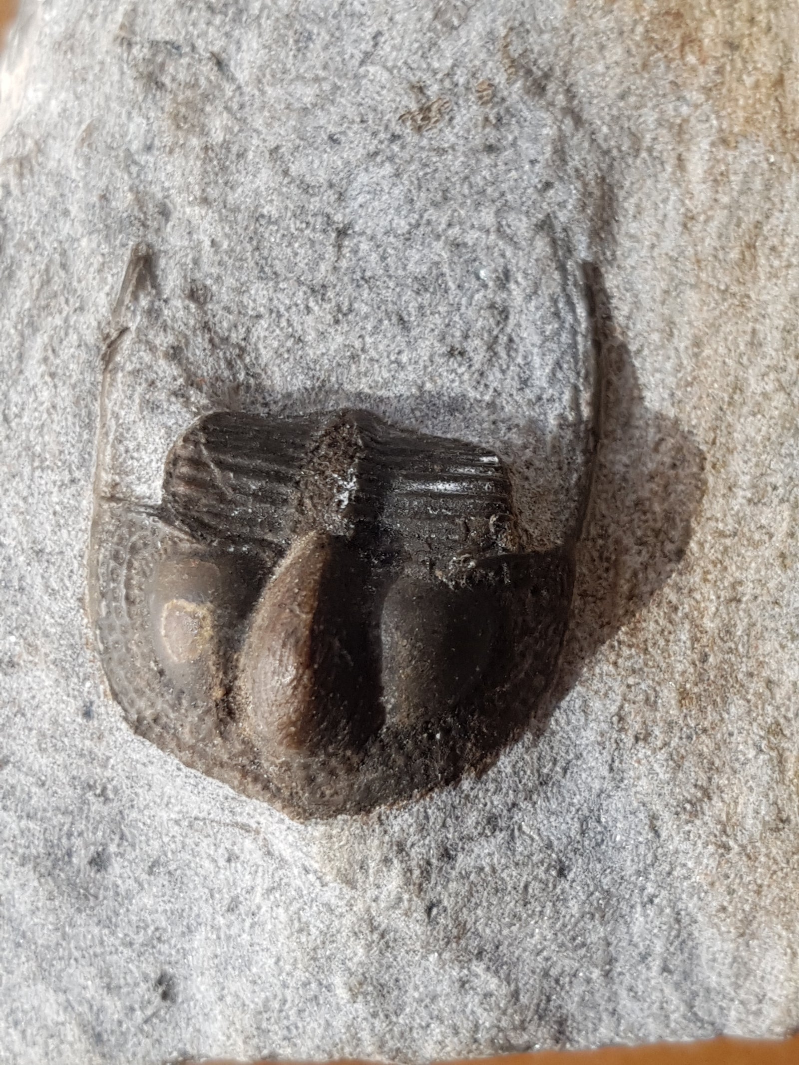 Tri nucleid trilobite - The Science of Magic 