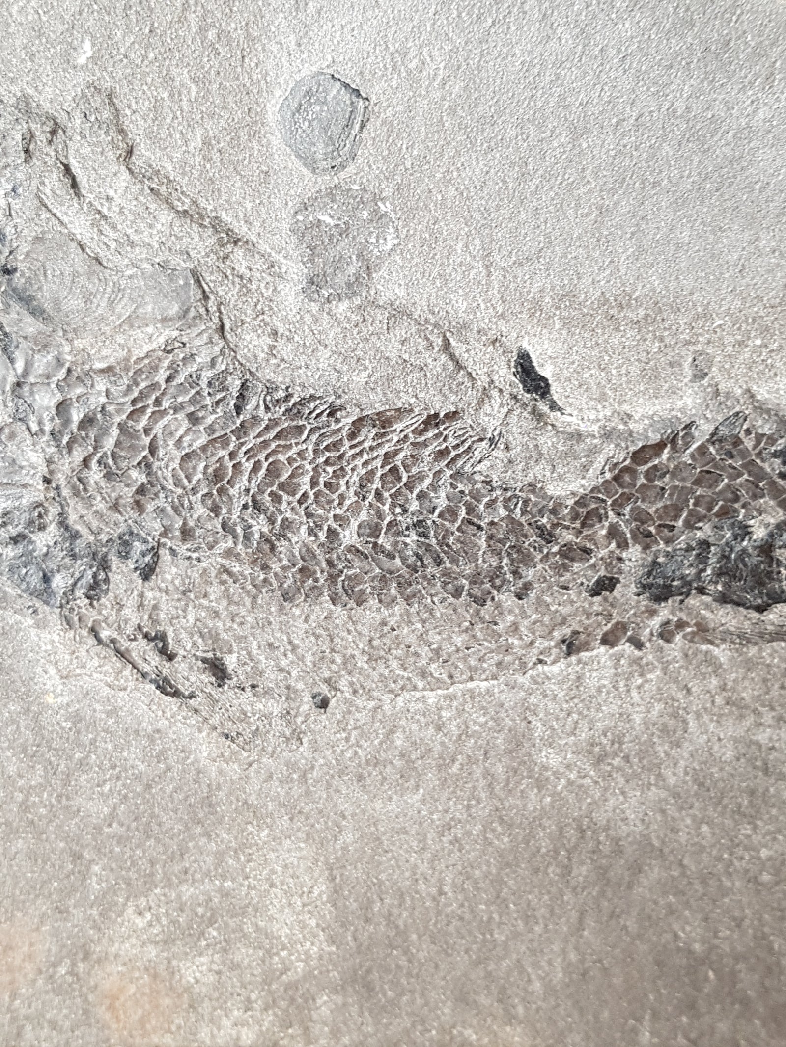 Devonian lobe finned fish - The Science of Magic 