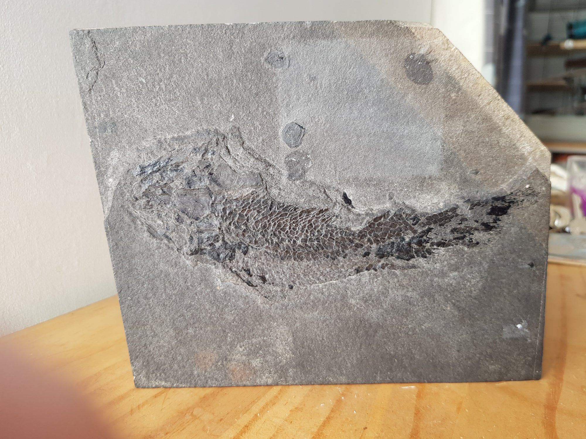 Osteolepis macrolepidotus. 