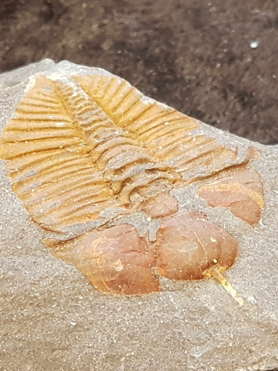 Ogyiocarella debuchi. Llanffawr mustdtone group, wales