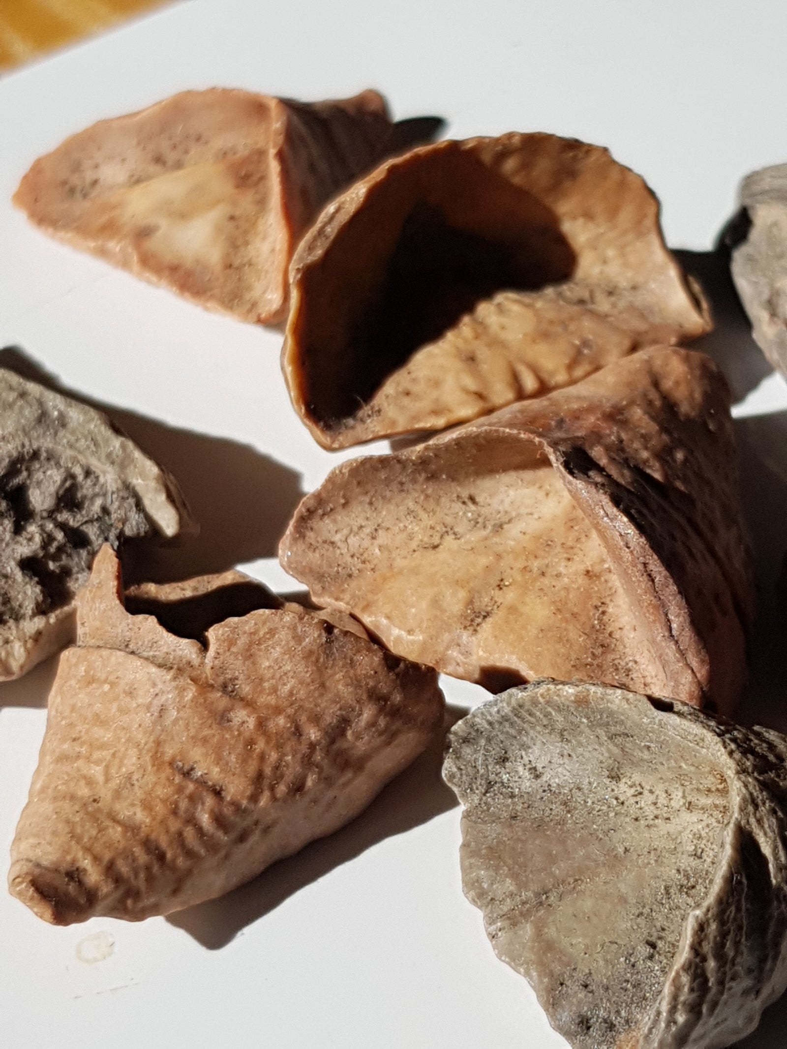 Calceola sandoline. These are brown and shaped like little slippers. The interior is empty. There are growth lines across the fossils, building up from the "toe" 