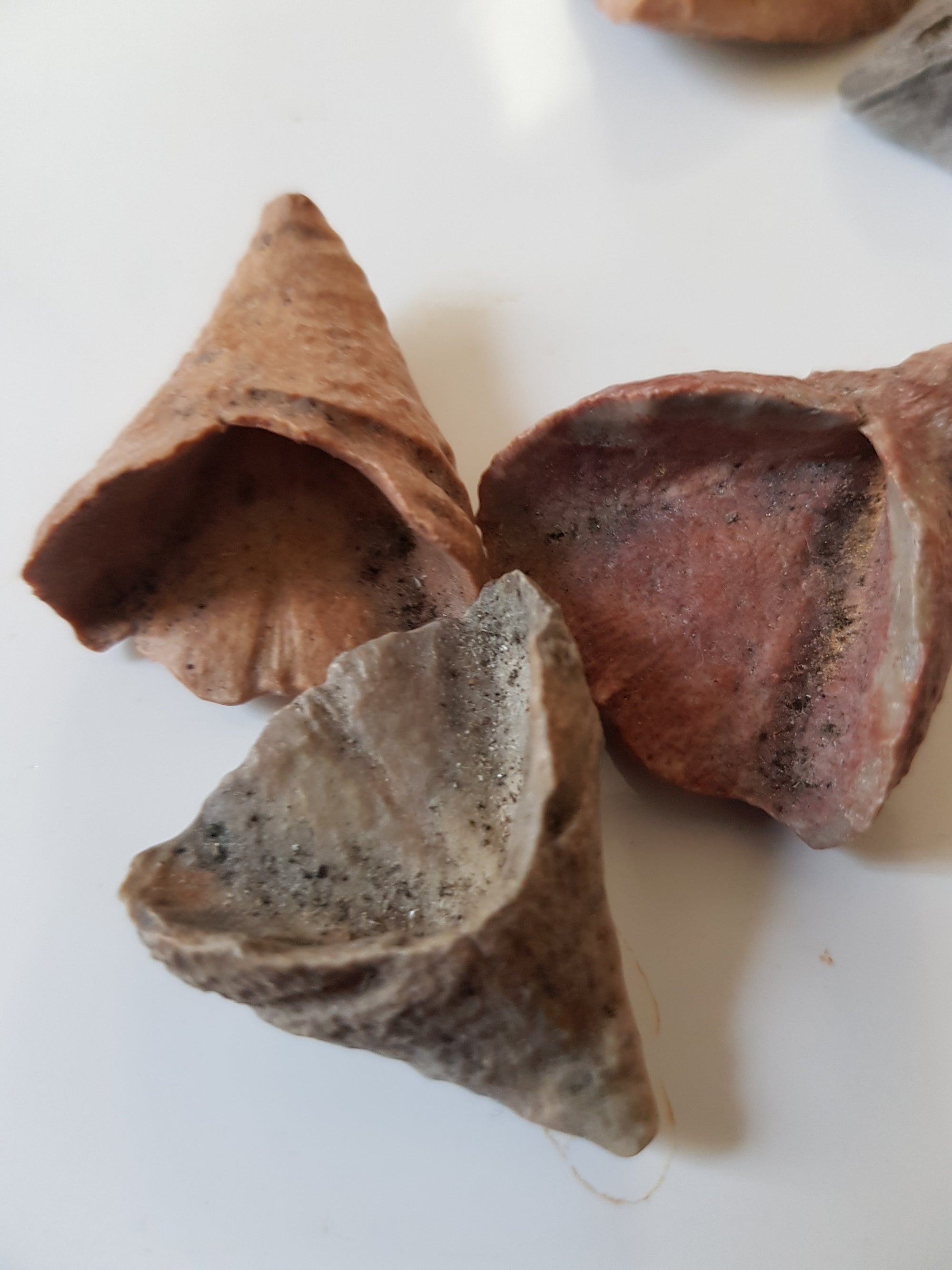 Calceola sandalina -- fossil coral - The Science of Magic 