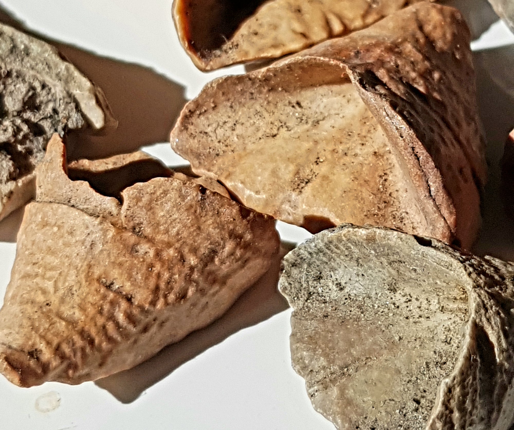 close up of sandoline calceola showing details of growth lines.