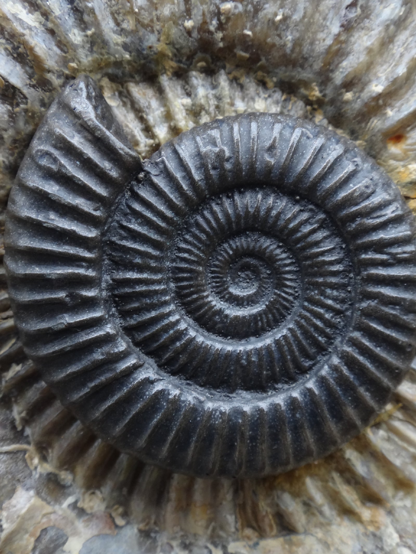 Dactylioceras nodule - The Science of Magic 