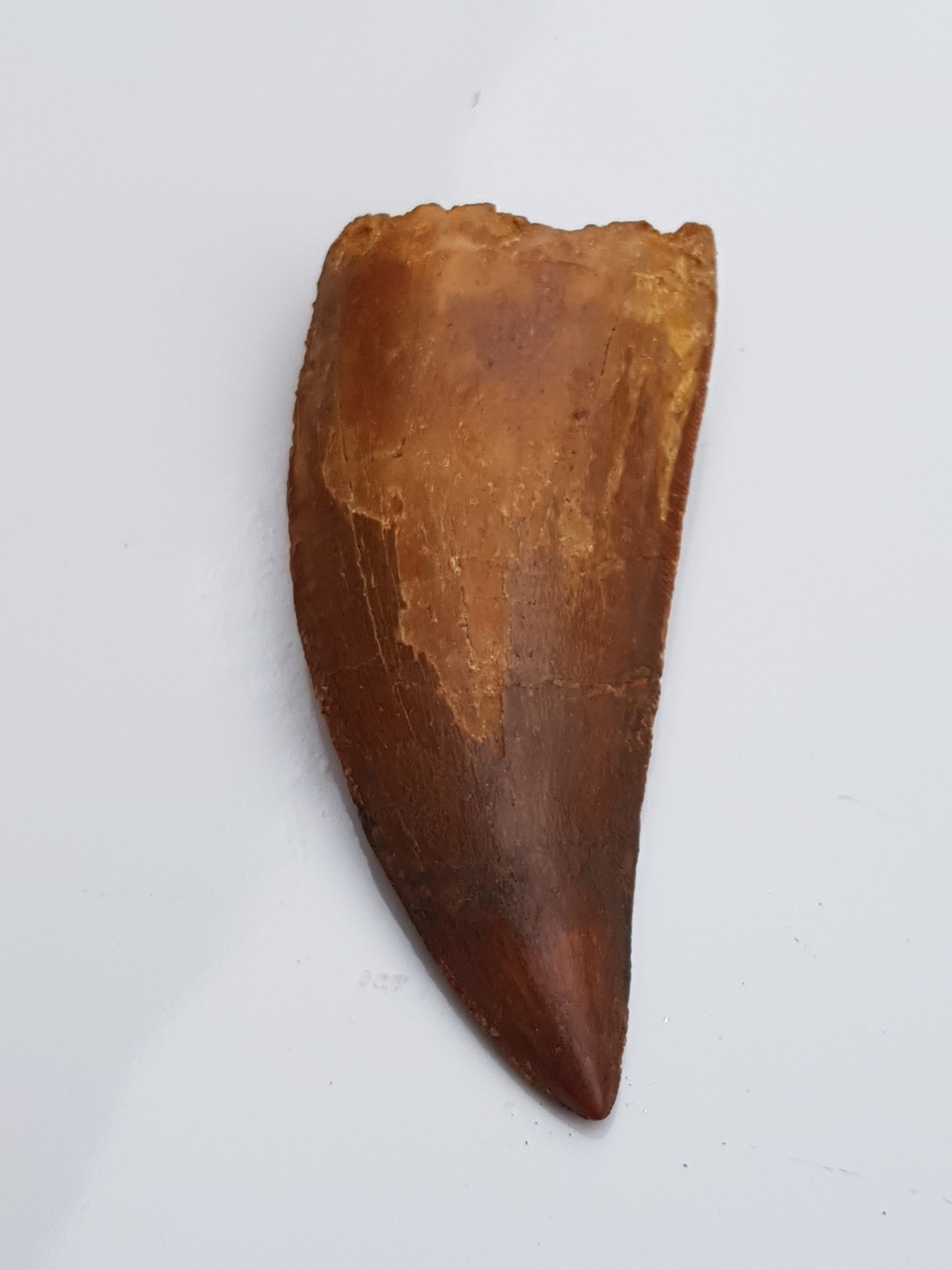 Carcharadontasaurus tooth - The Science of Magic 