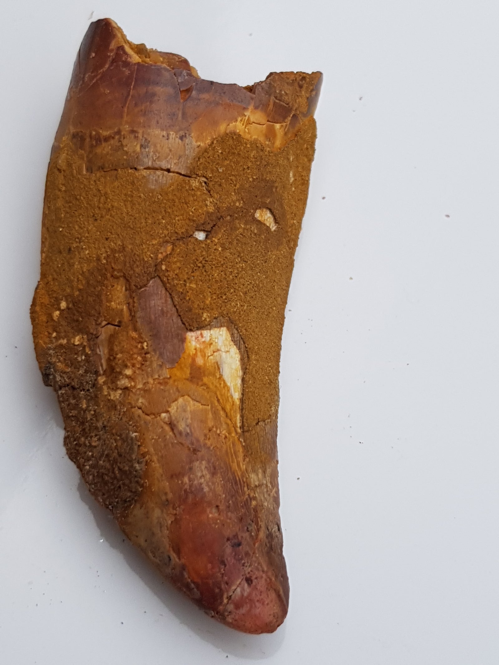 Carcharadontosaurus tooth . reddish brown in colour. no obvious serrations along the edges but distinctive steak knife shape. slight repair work