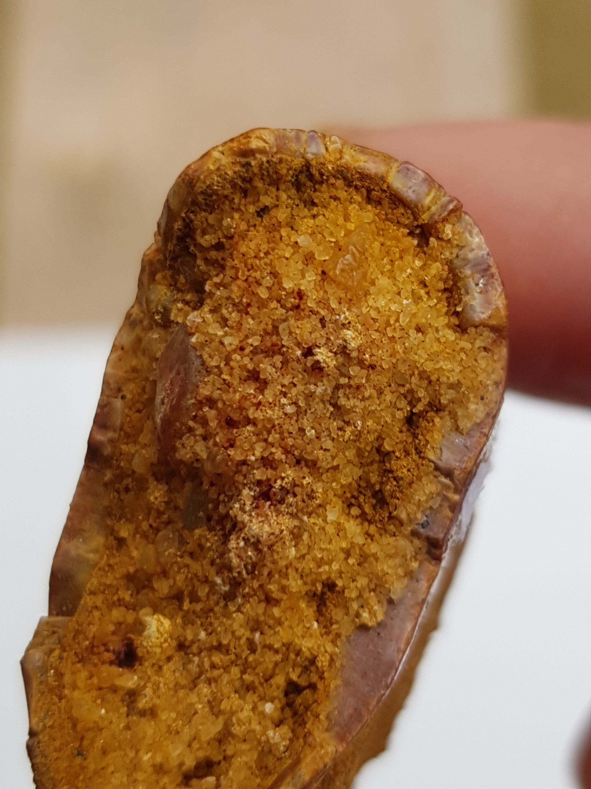 Carcharadontosaurus tooth - The Science of Magic 