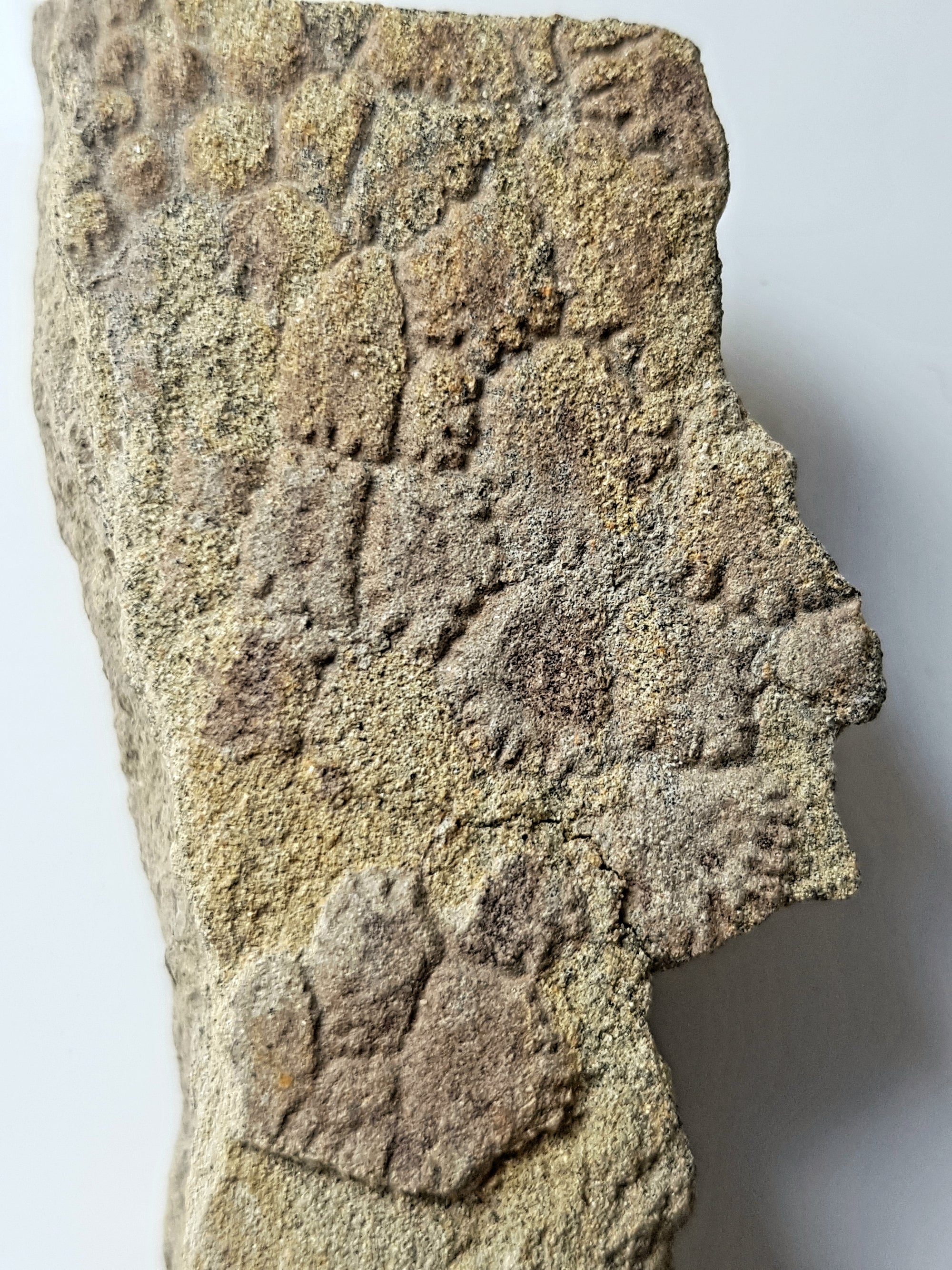 Dinosaur skin - The Science of Magic 