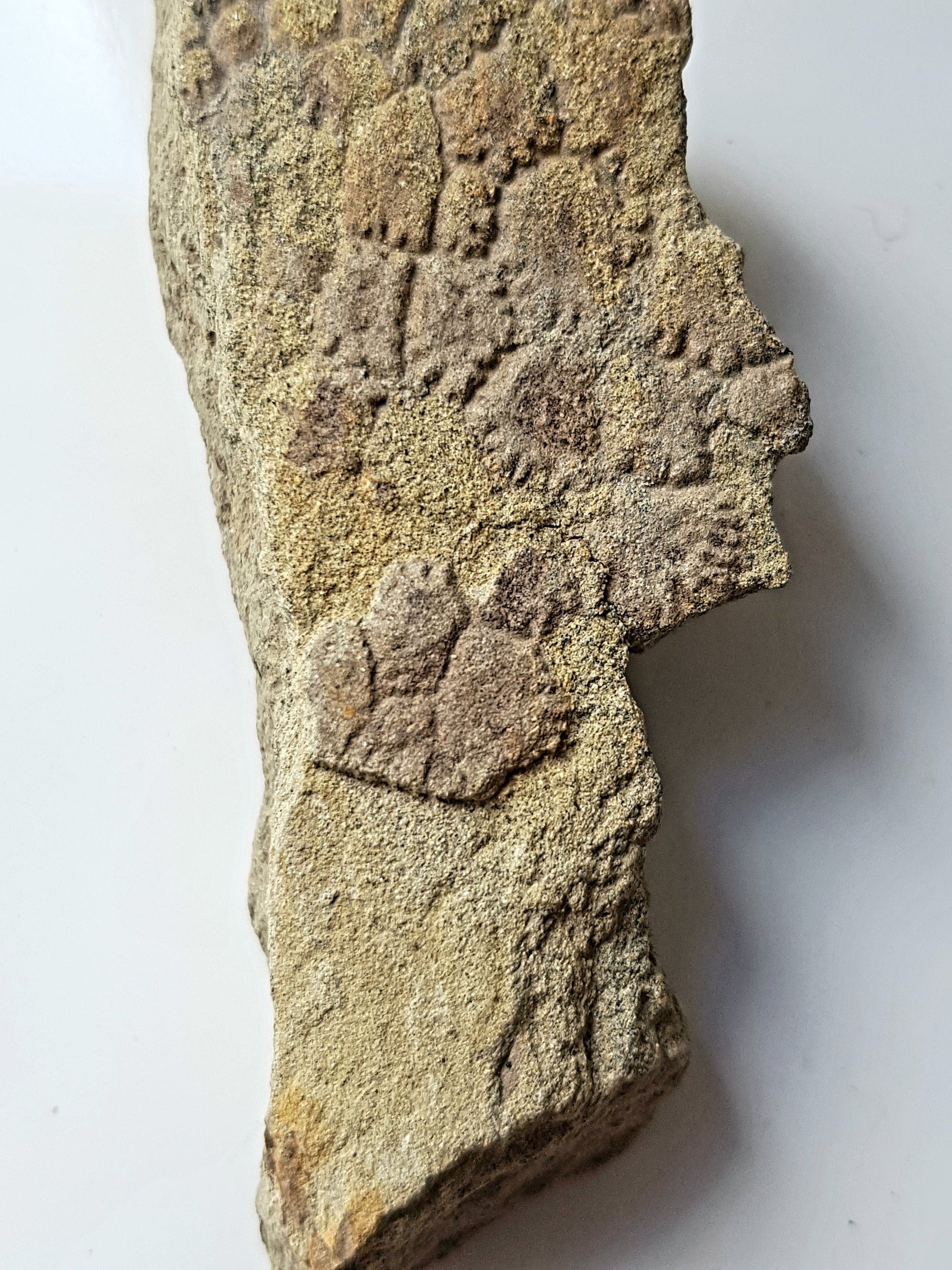 Dinosaur skin - The Science of Magic 