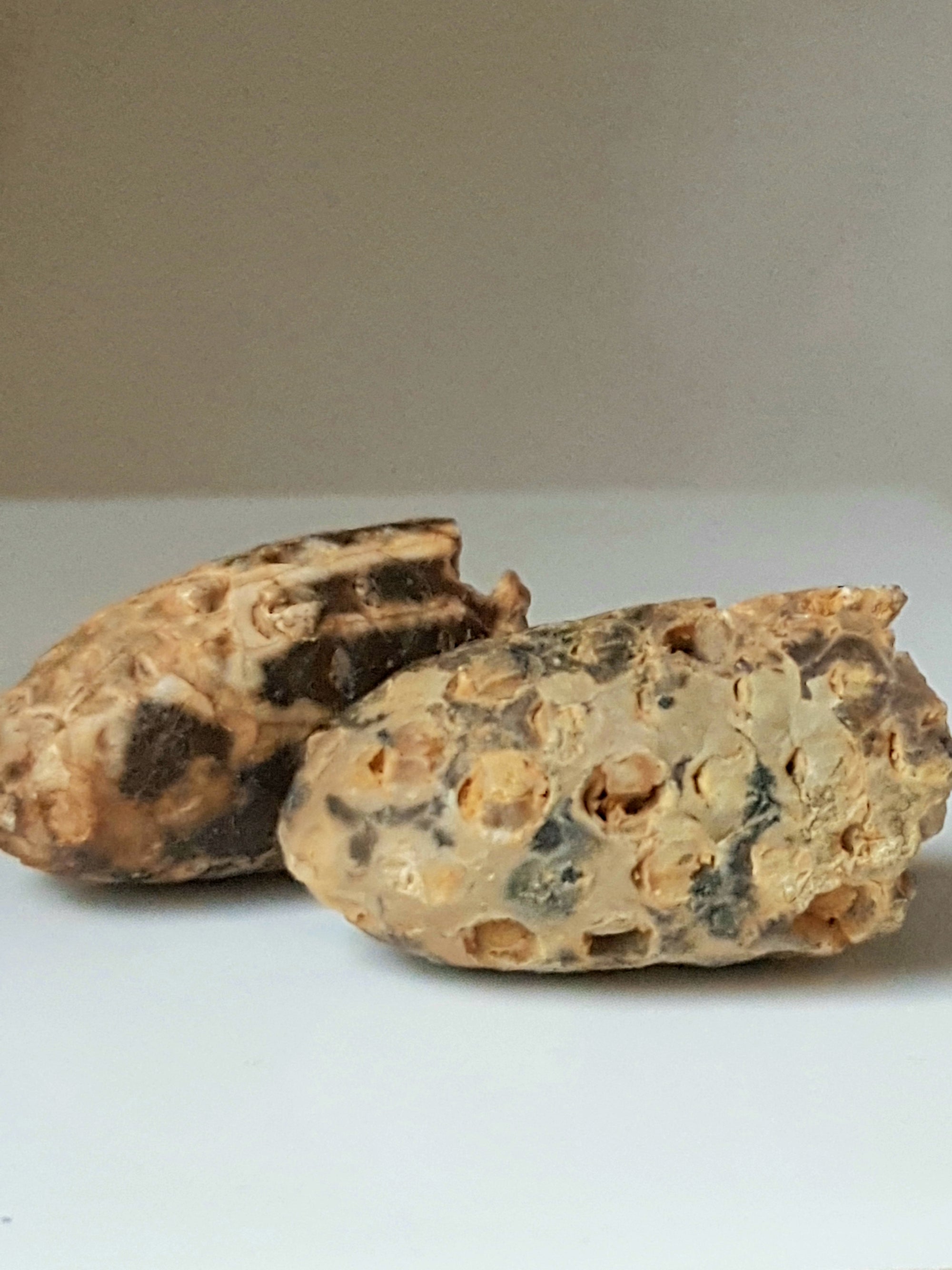 Agatised seed cones - The Science of Magic 