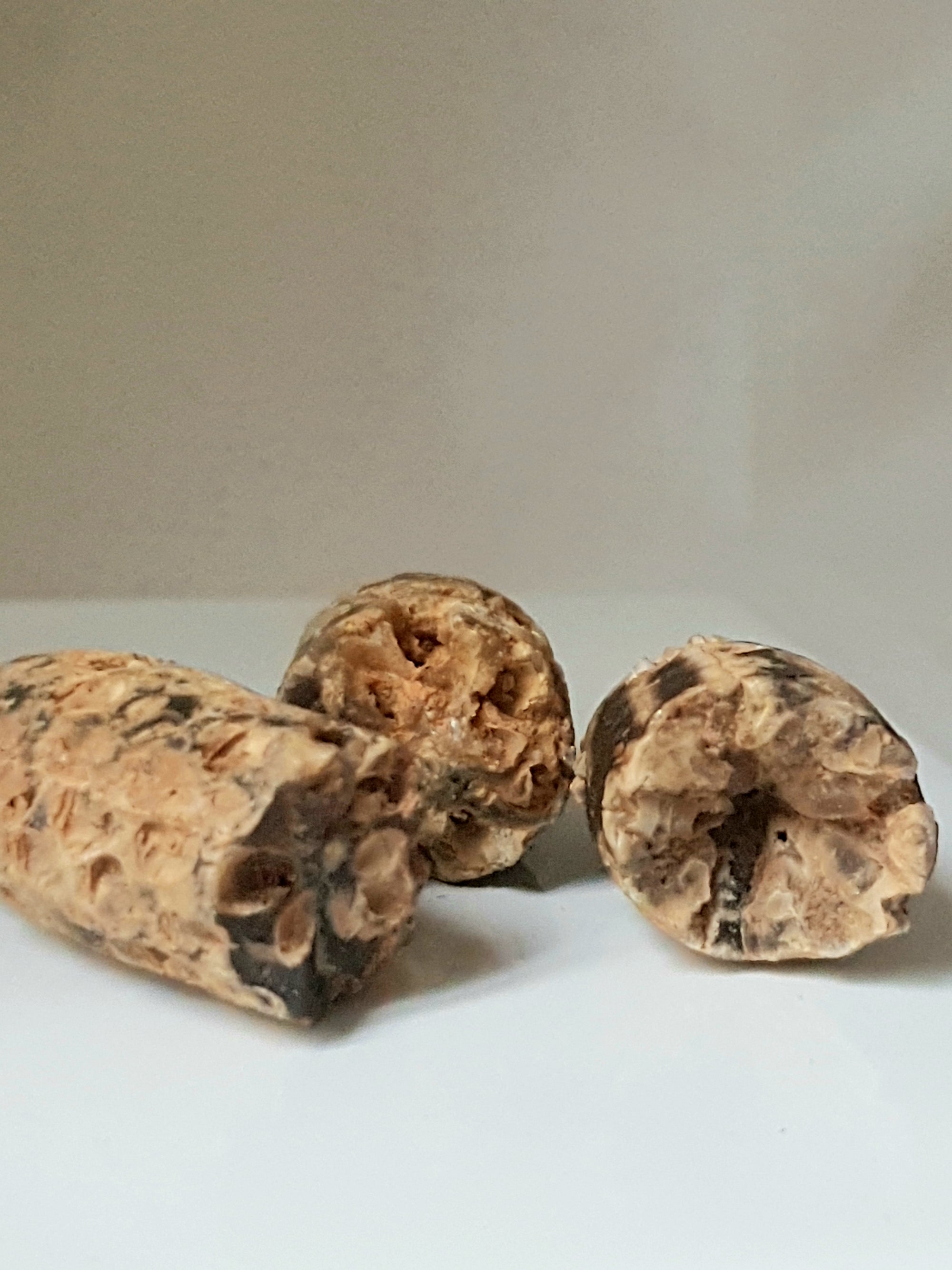 Agatised seed cones - The Science of Magic 