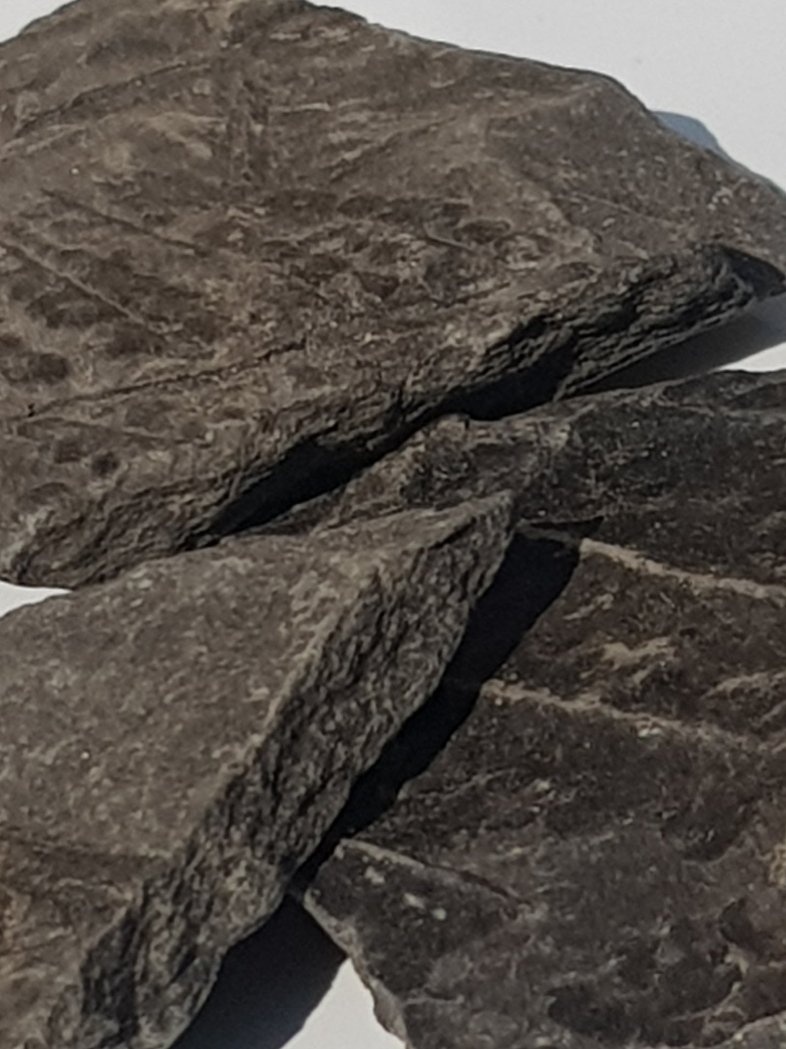 Fossil fern - The Science of Magic 