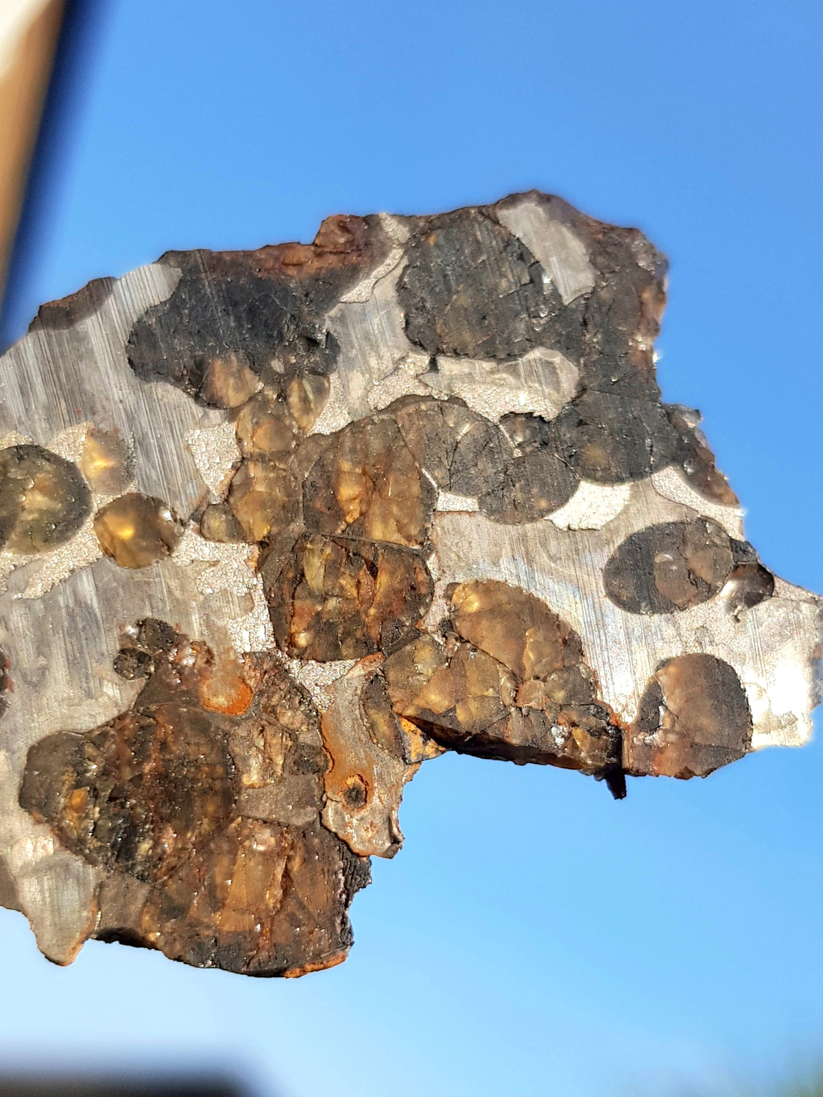 A slice of brenham ( a pallasite) held up to the light. This sample consists o crystals of orange/brown olivine within an iron nickel matrix.