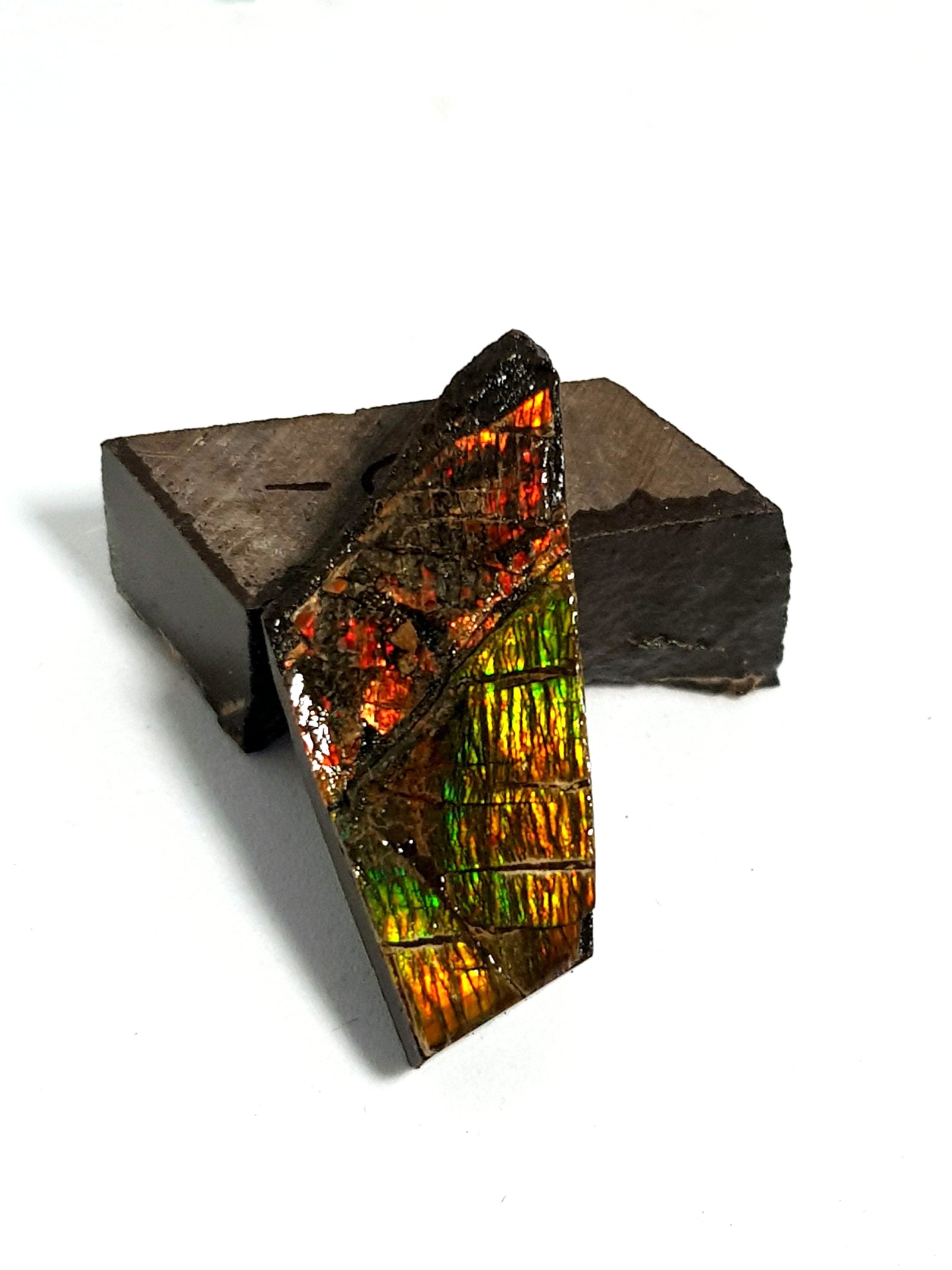 Ammolite - The Science of Magic 