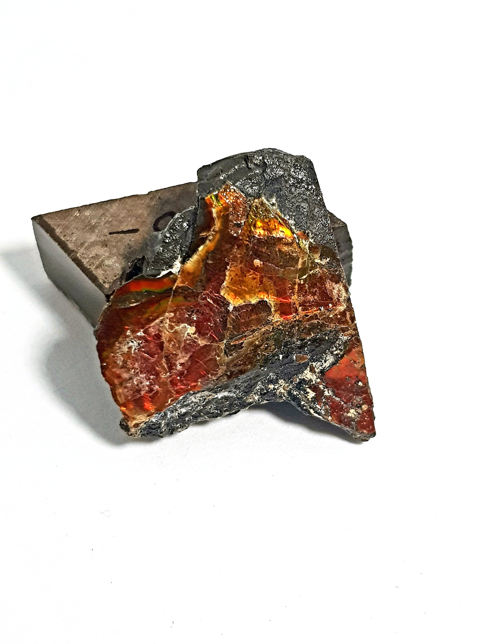 Ammolite - The Science of Magic 