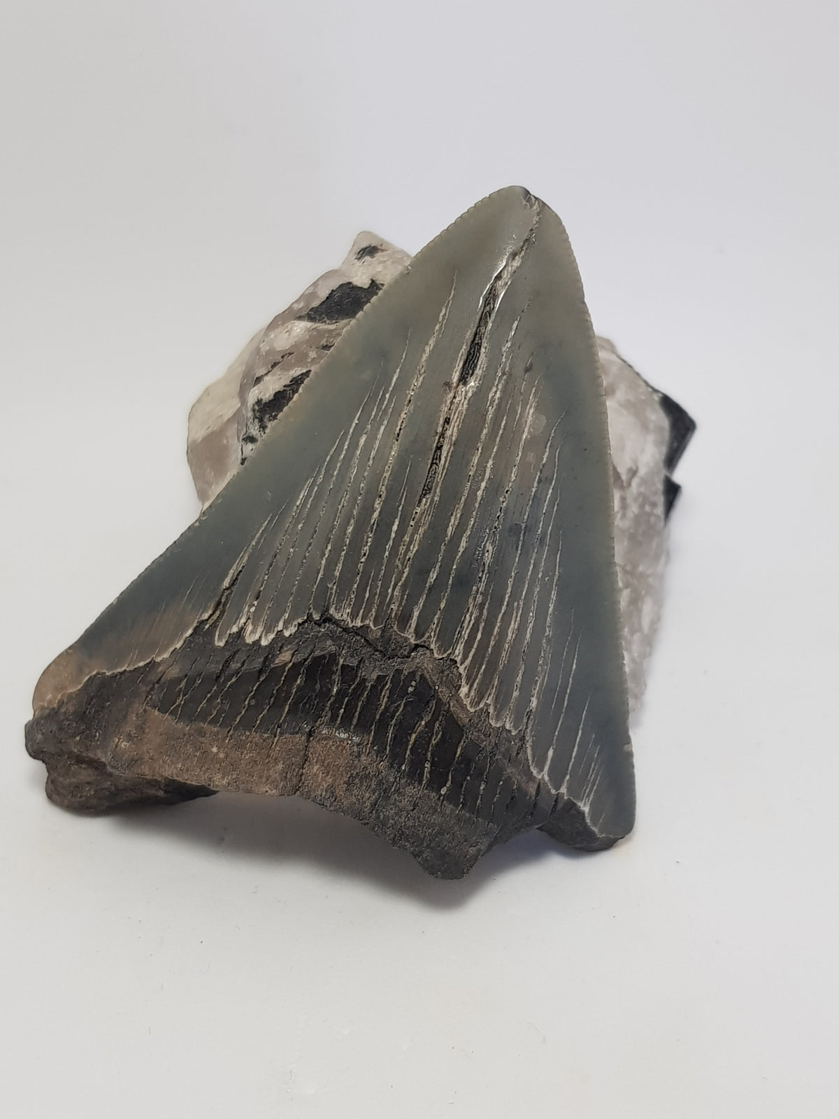 Megaladon tooth - The Science of Magic 