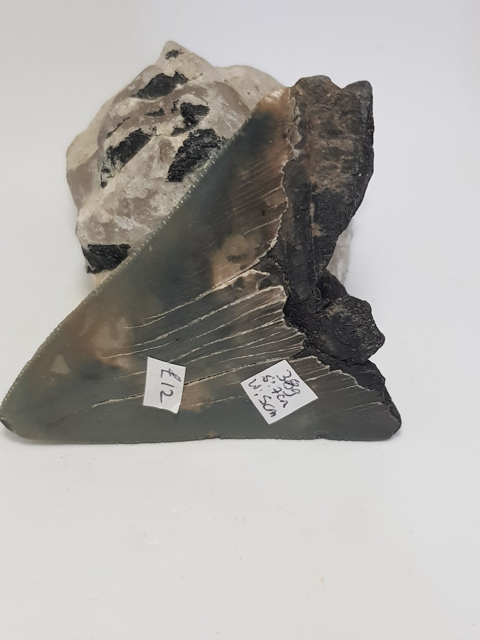 Megaladon tooth - The Science of Magic 