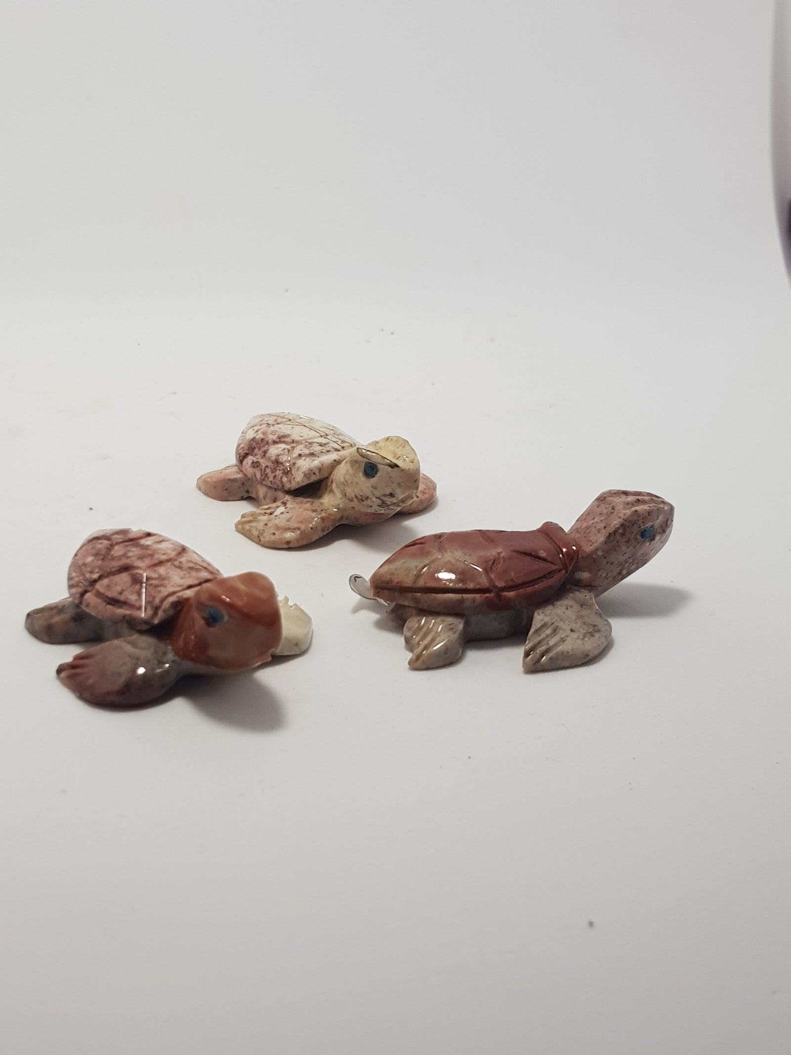 Sea turtle - The Science of Magic 