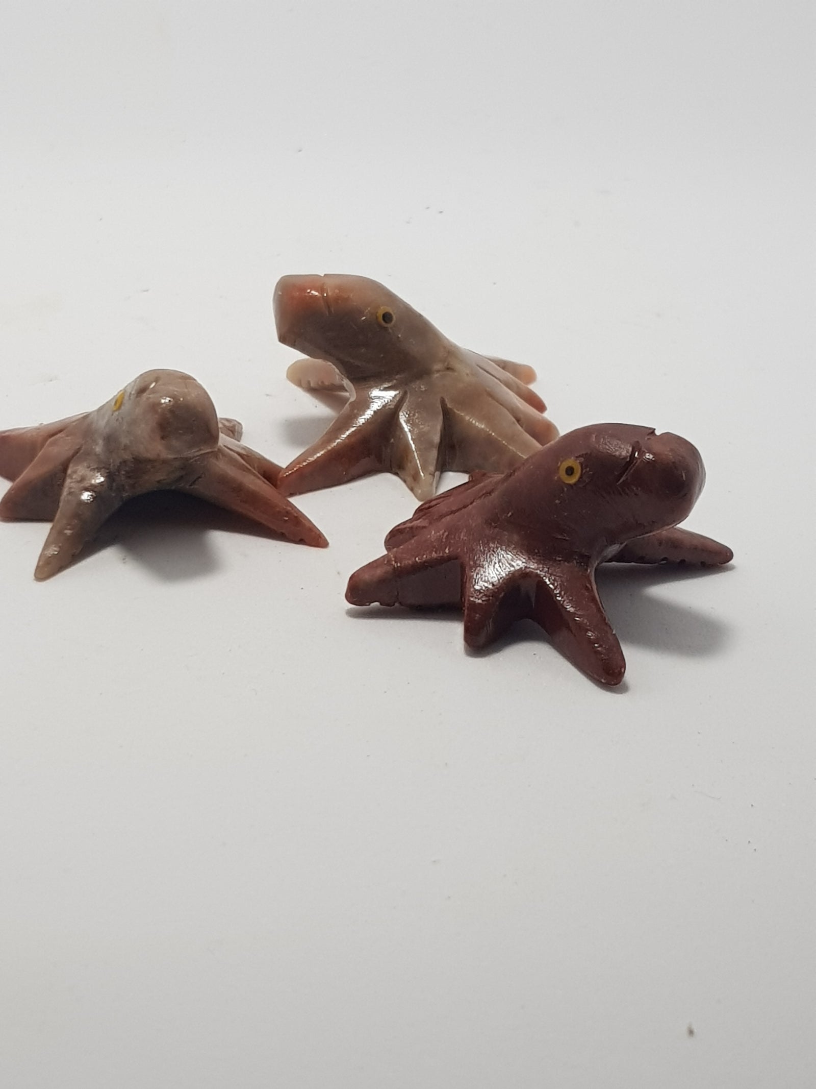 Octopus - The Science of Magic 