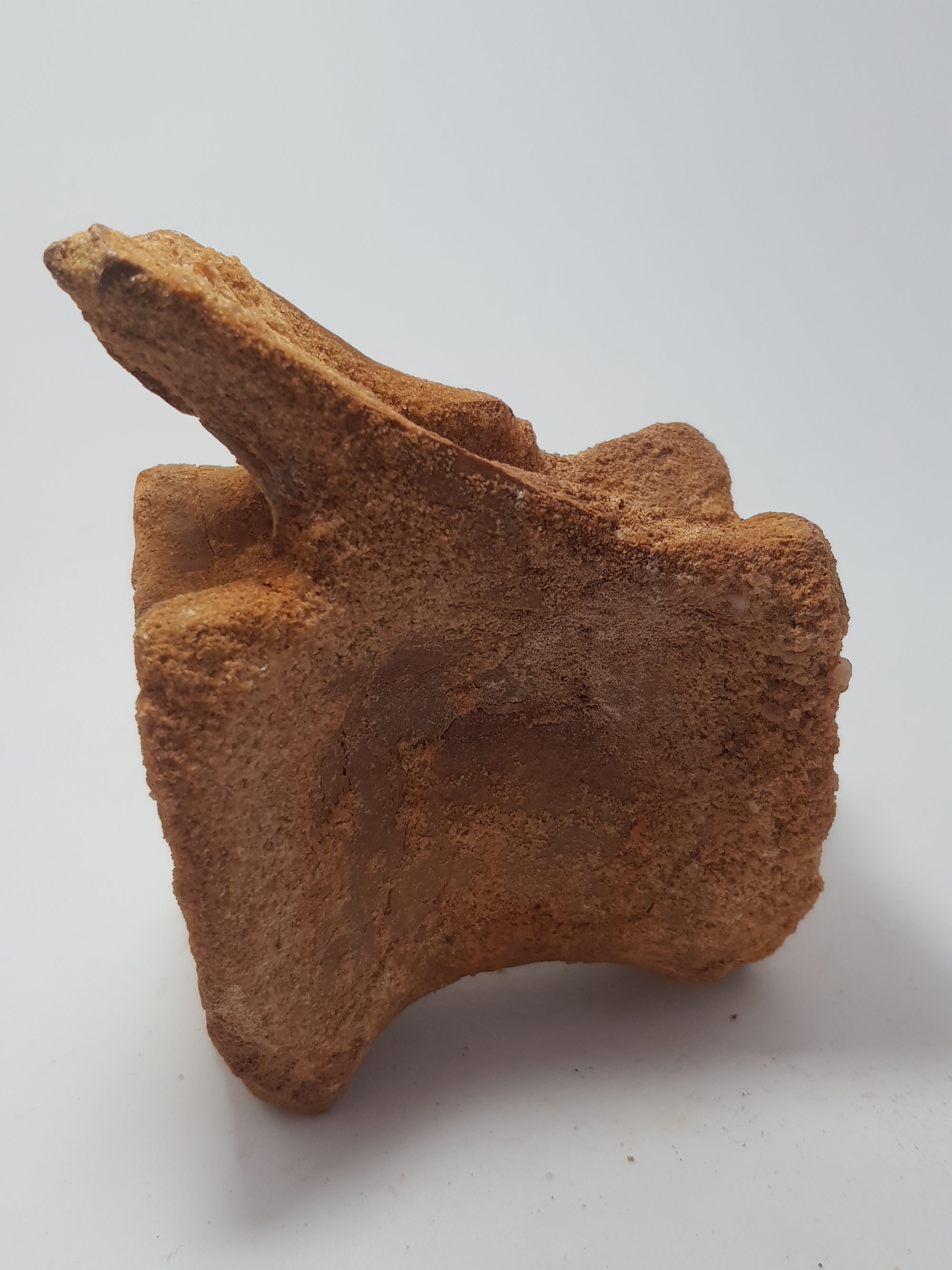 Spinosaur caudal vertebra