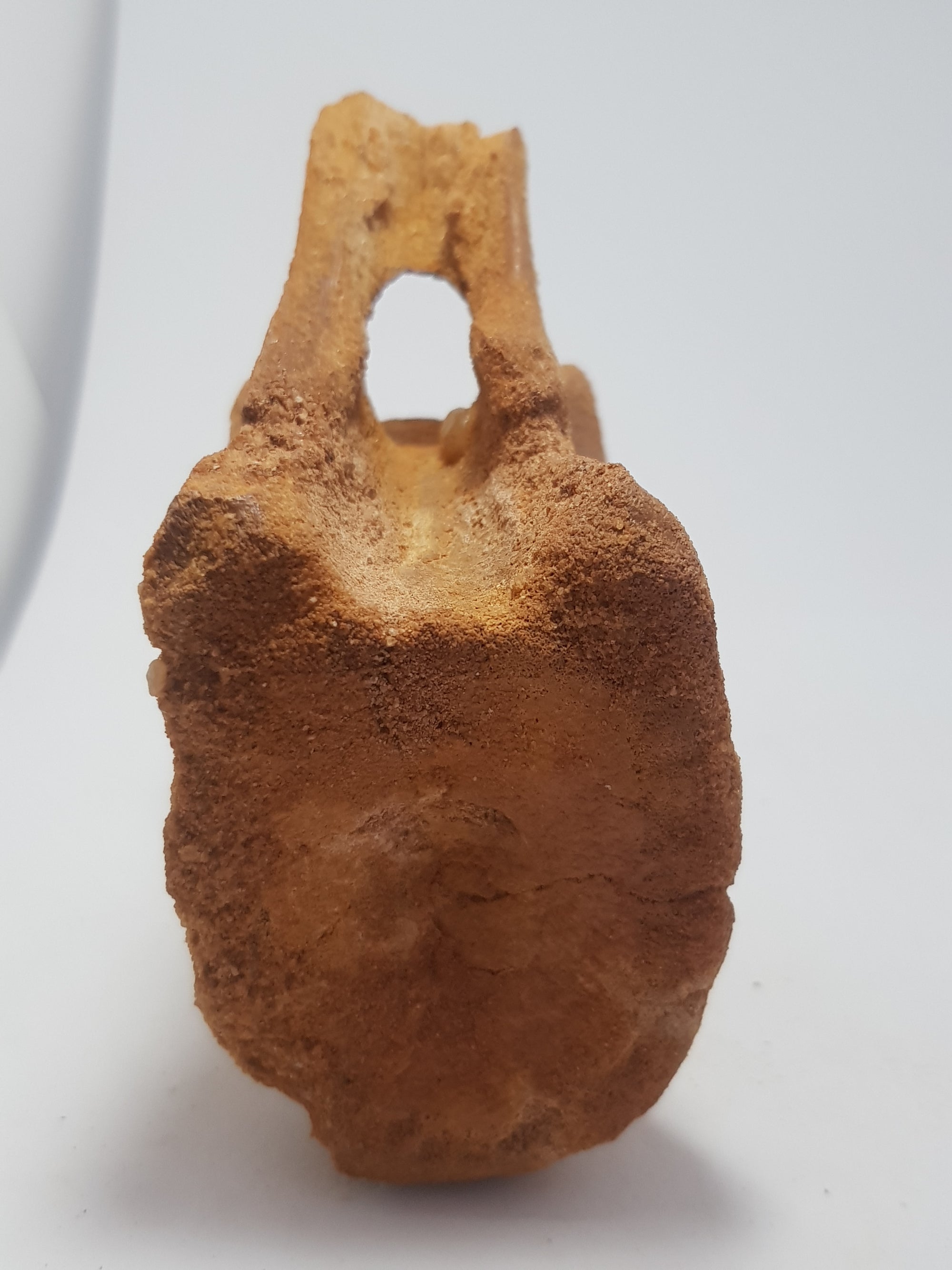 Spinosaur caudal vertebra