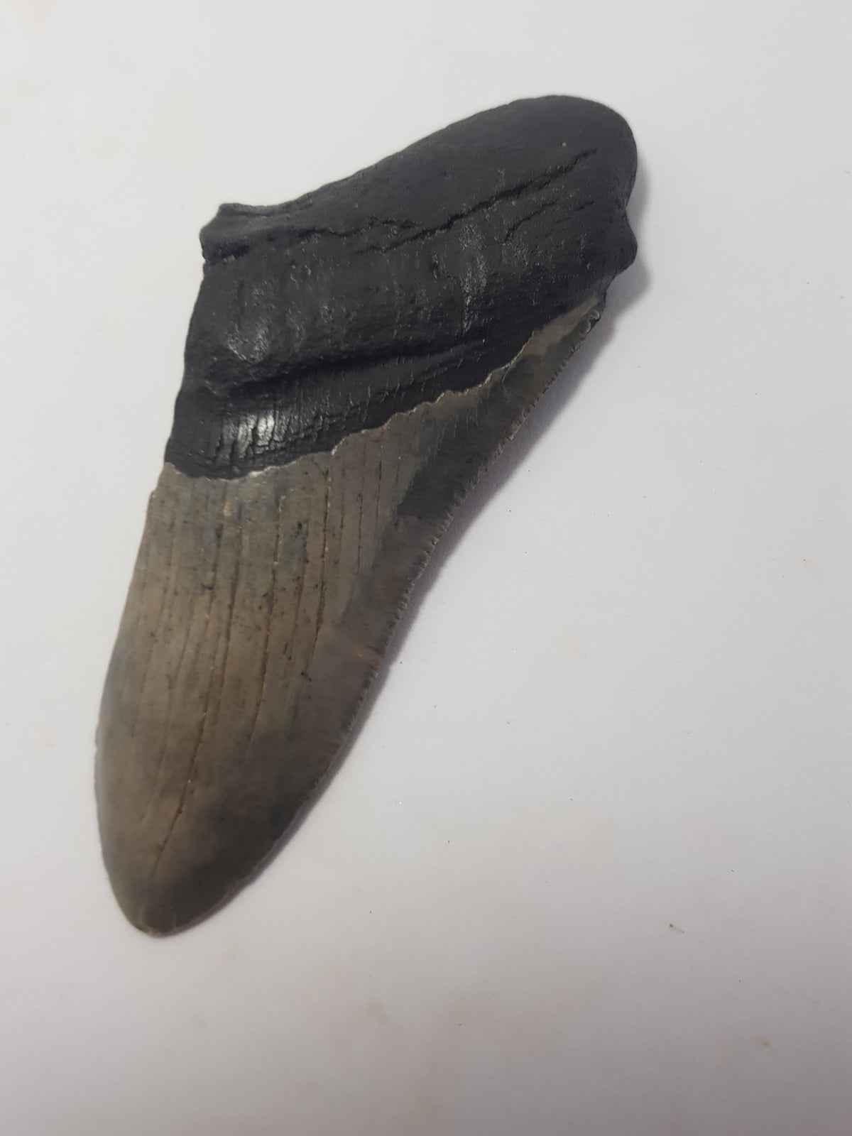 Megalodon tooth