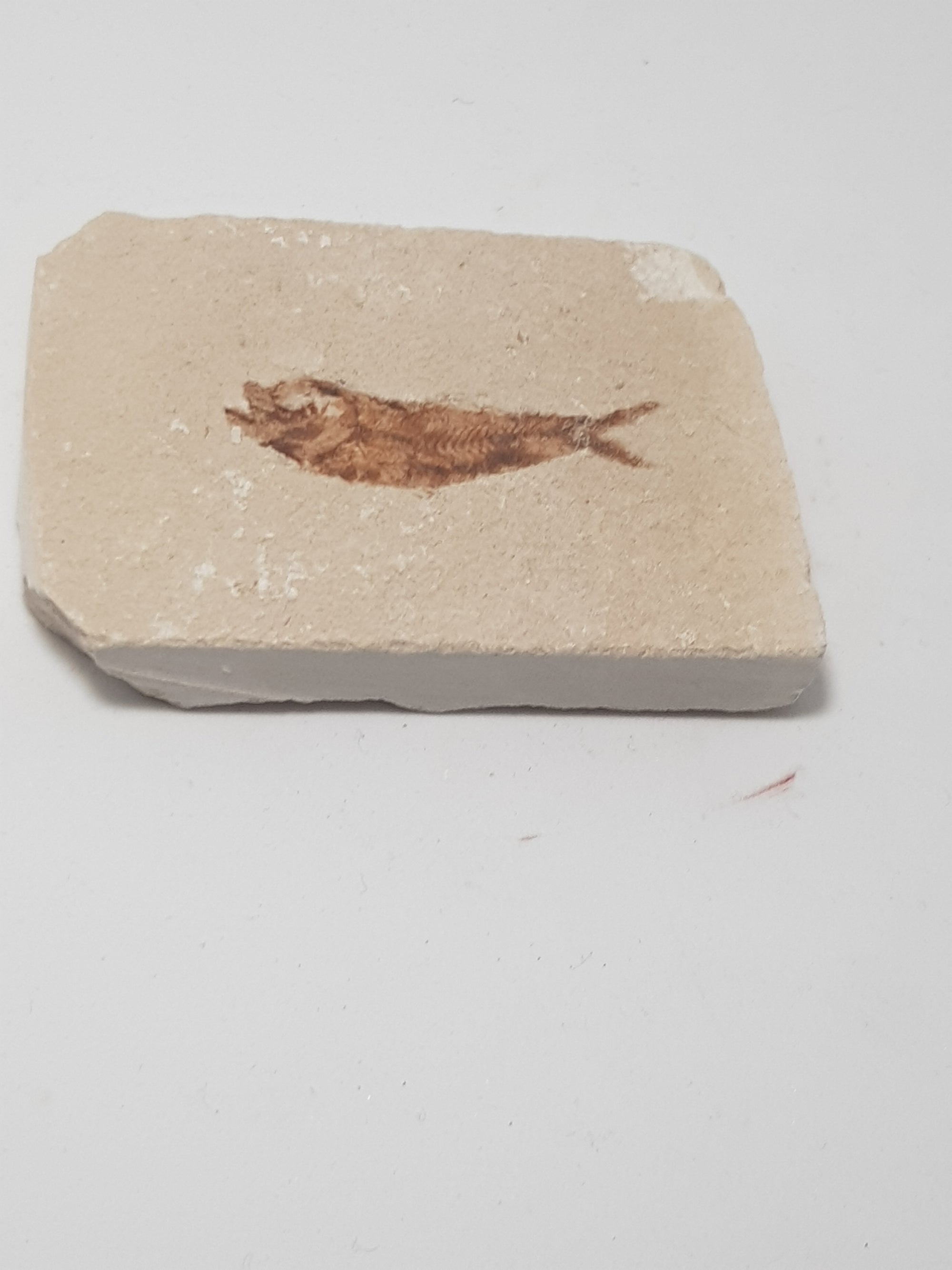 Fossil fish