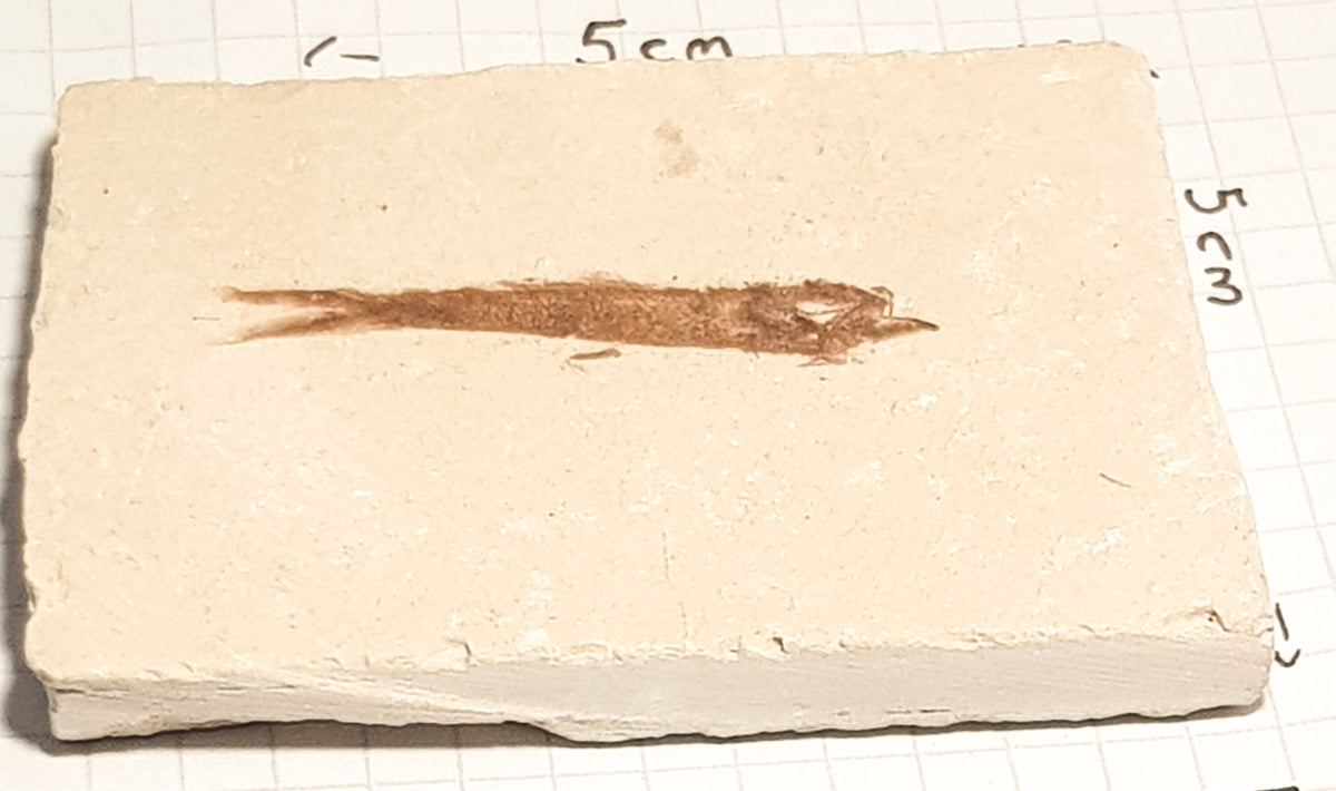 a thin elongated fossil fish stretches across a cream coloured laminated limestone. The fish is placed on square paper to indicate scale. it is roughly 6cm x 5cm