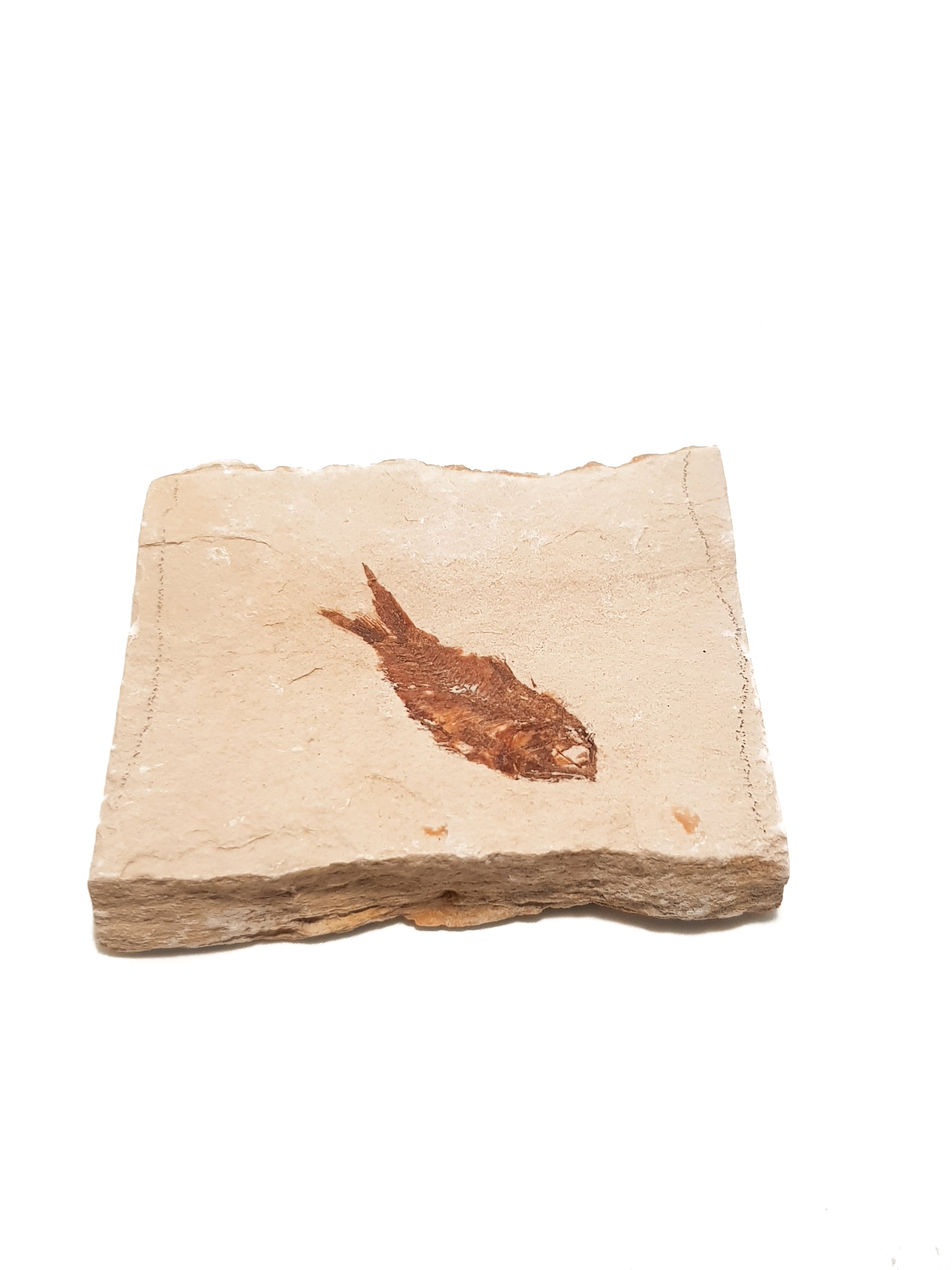 Fossil fish in limestone. The edges of the limestone are laminated. The fish is very complete, both the bones and preserved flesh are brown. Details of the back bone and the eye socket are clearly visible. There are no signs of repair