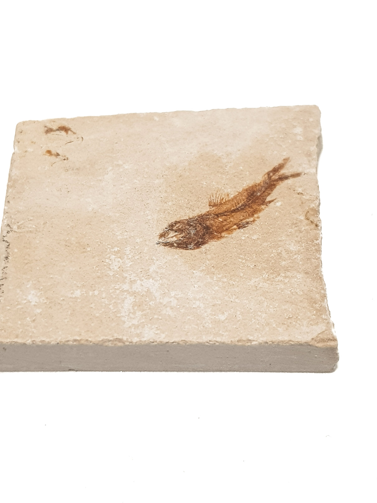 fossil fish in limestone. the limestone is pale and creamy. the fish is detailed, bot the bones and flesh are dark brown. the fish is lying diagonally across the stone and looks like it is diving downwards