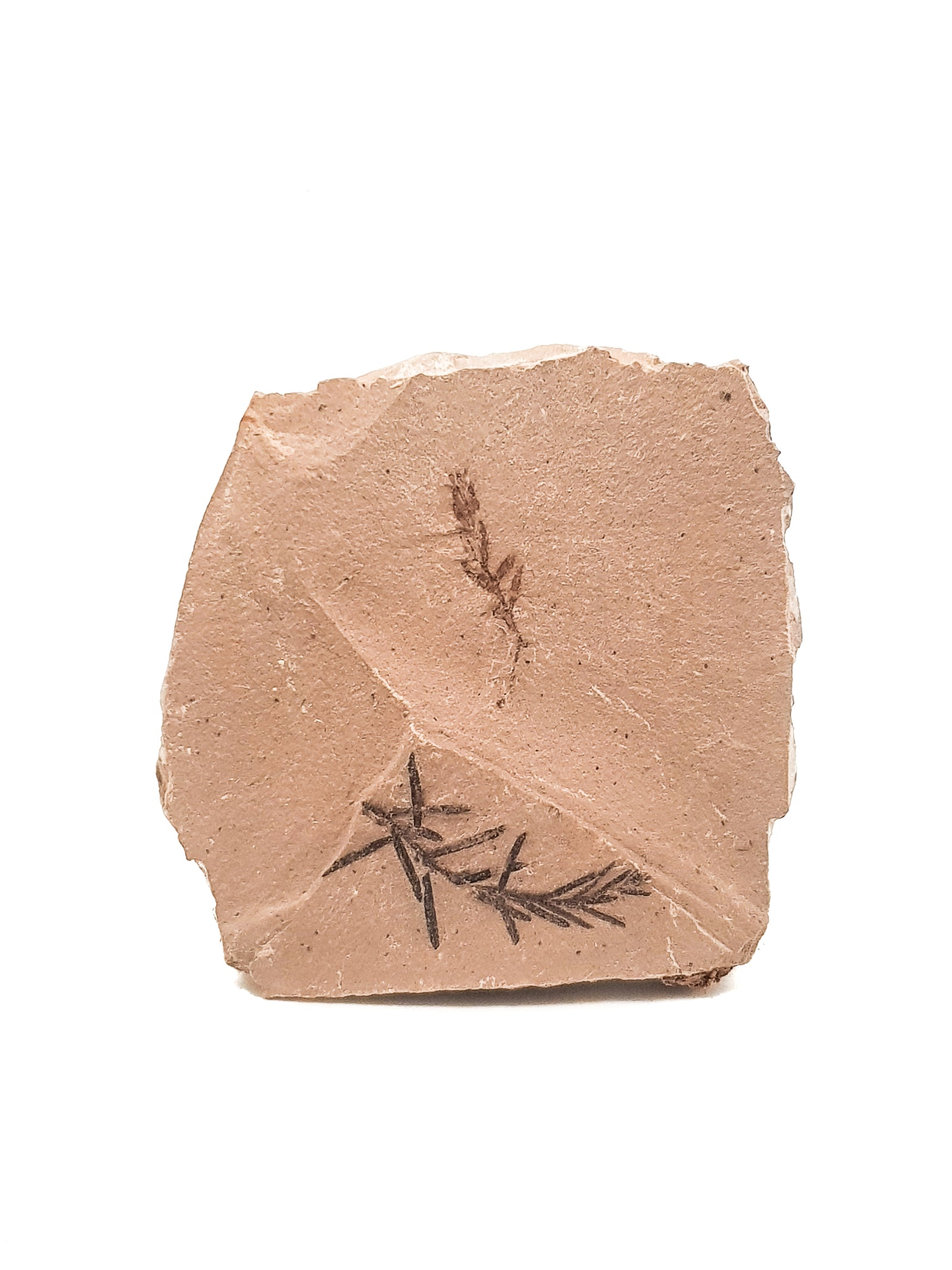 two metasequoia leafs on a flat sedimentary rock