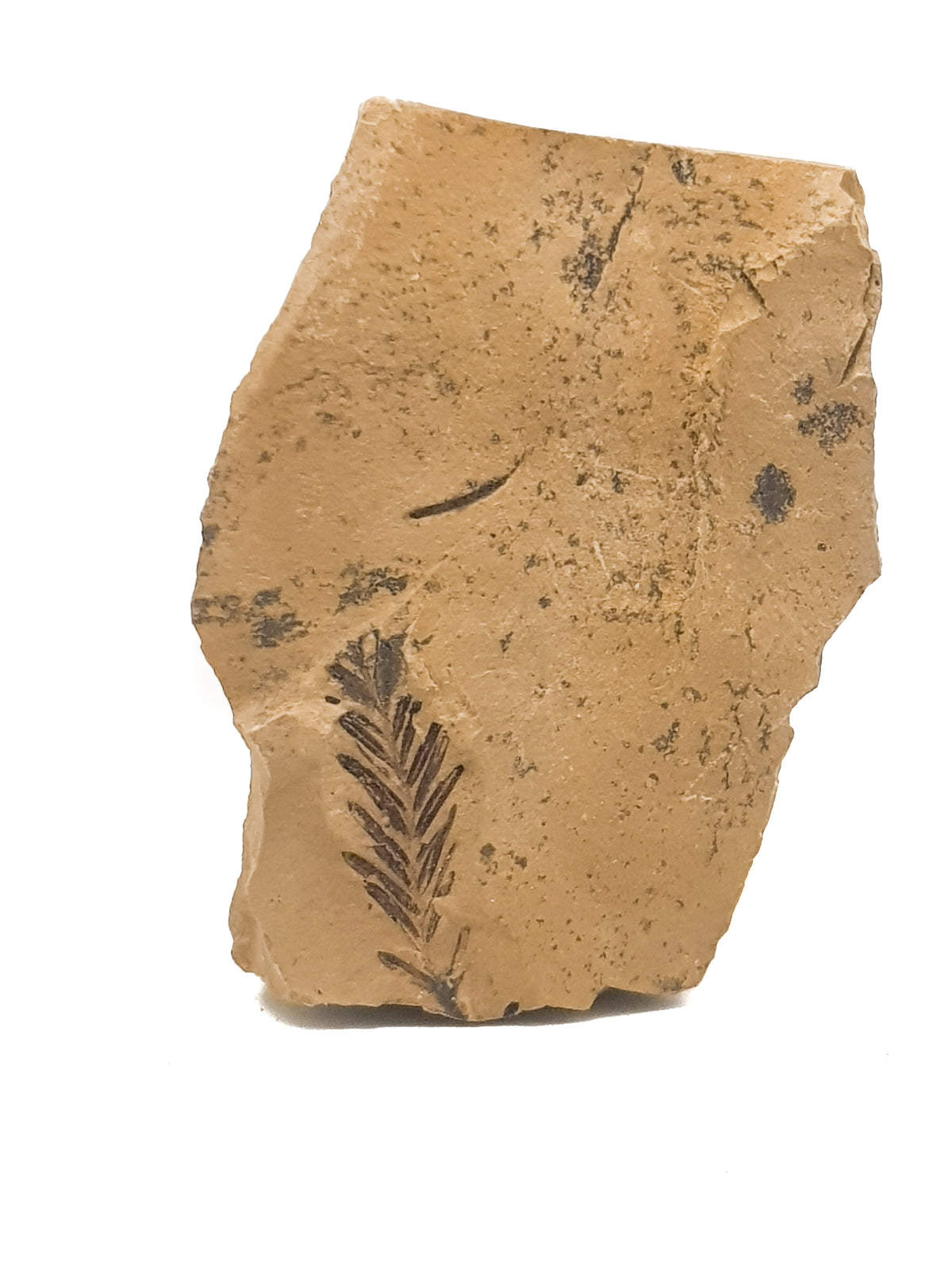 metasequoia leaf with associated plant material and psilomane dendtric growth on a beige limestone.