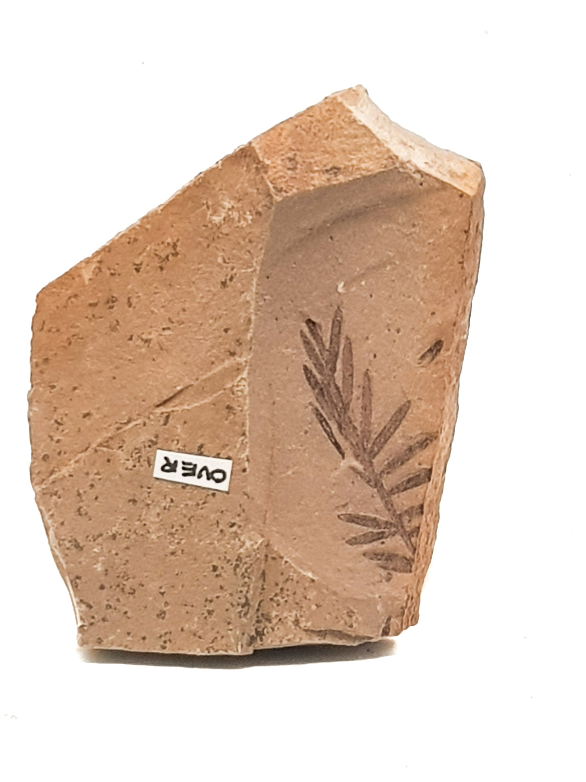Fossilised metasequoia (dawn redwood) leaf on a beige matrix. a small handwritten label says OVER