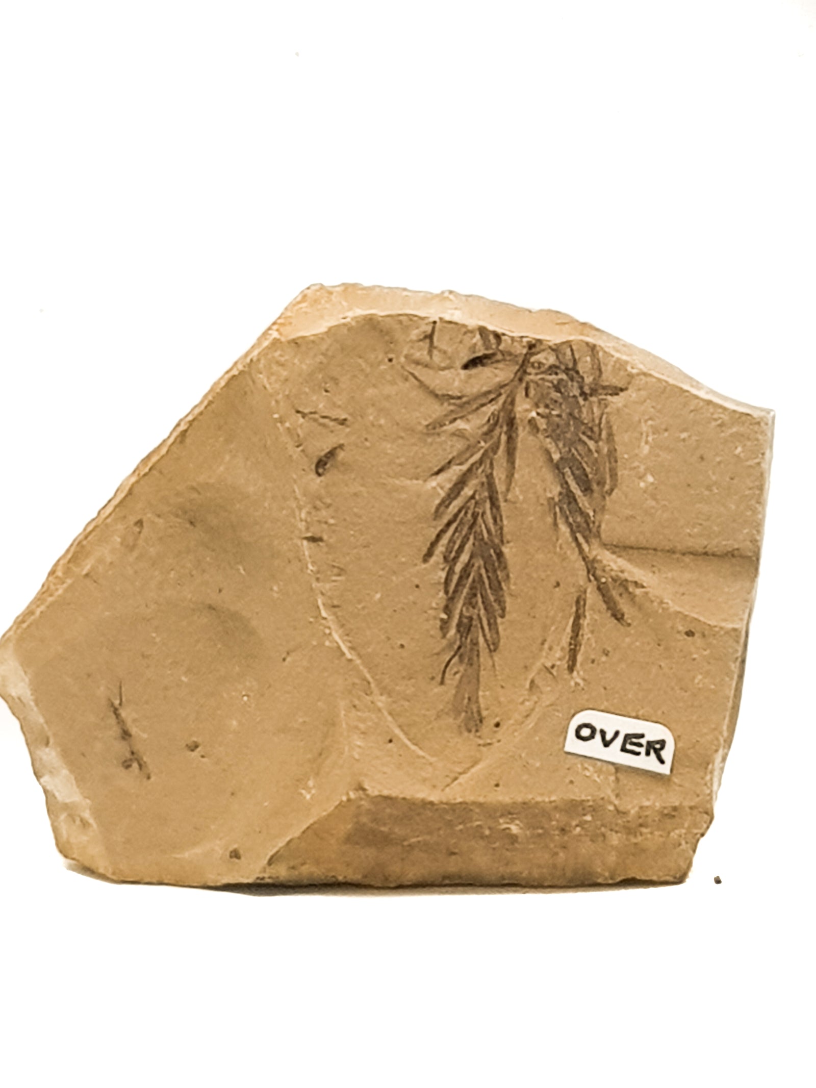Fossilised metasequoia (dawn redwood) leaf on a beige matrix. a small handwritten label says OVER