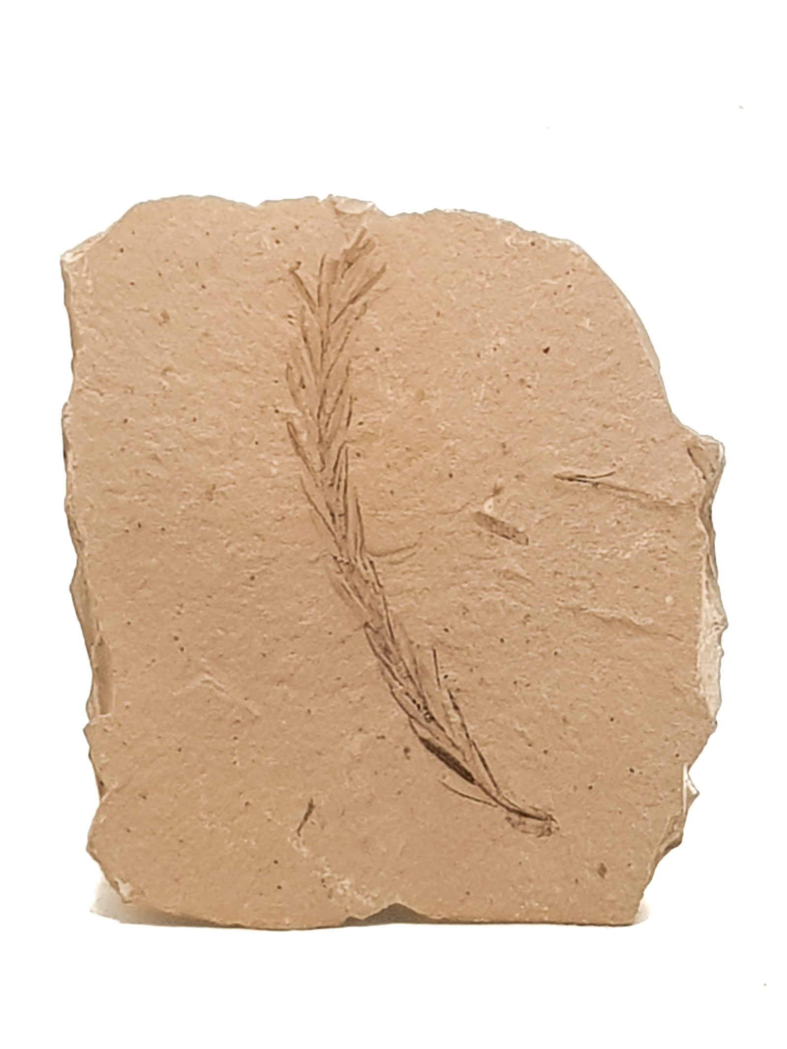 large metasequoia leaf on a beige limestone. 