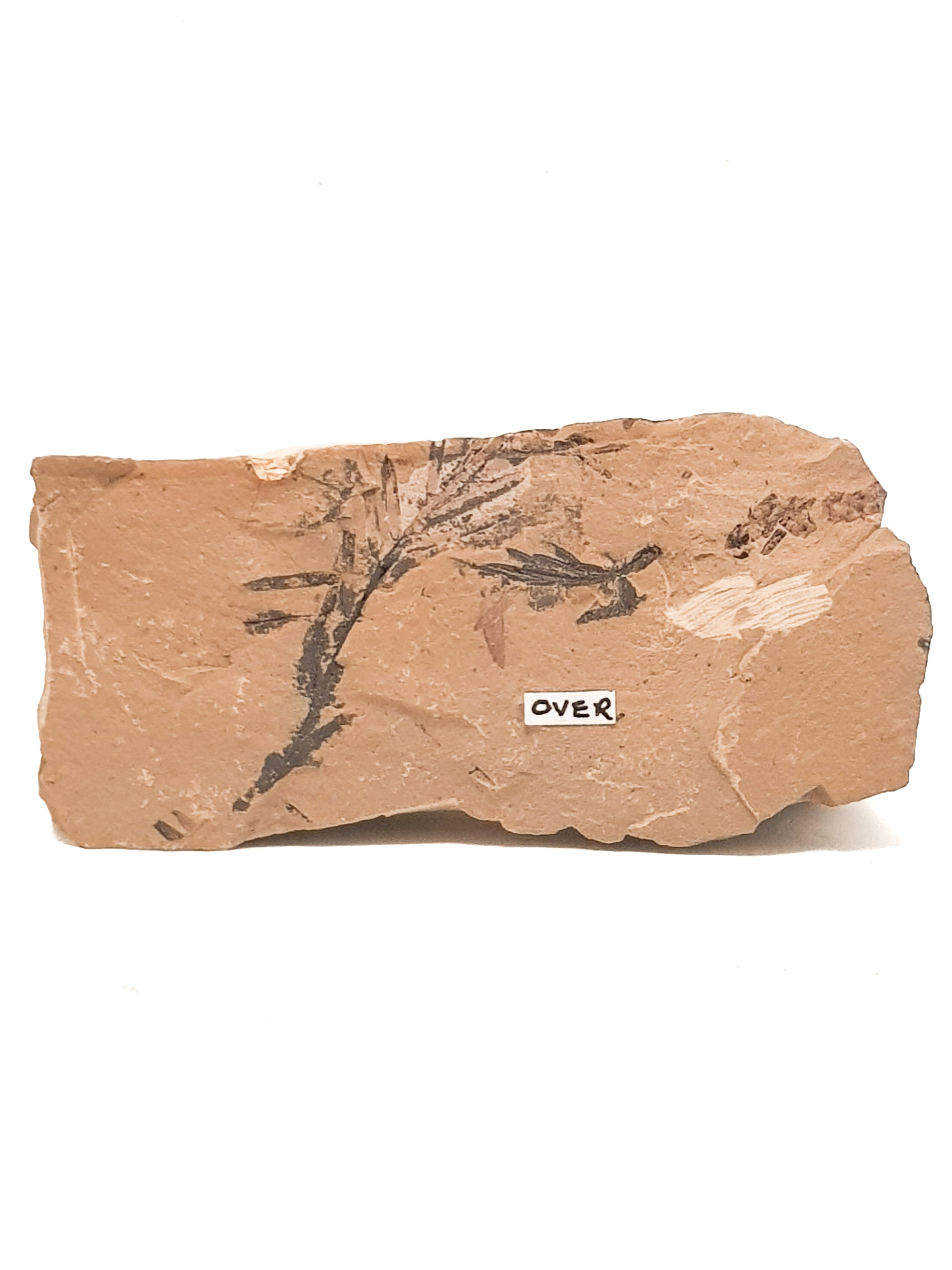 two metasequoia leaves on a beige limestone matrix. A label saying OVER is attached to the fossil