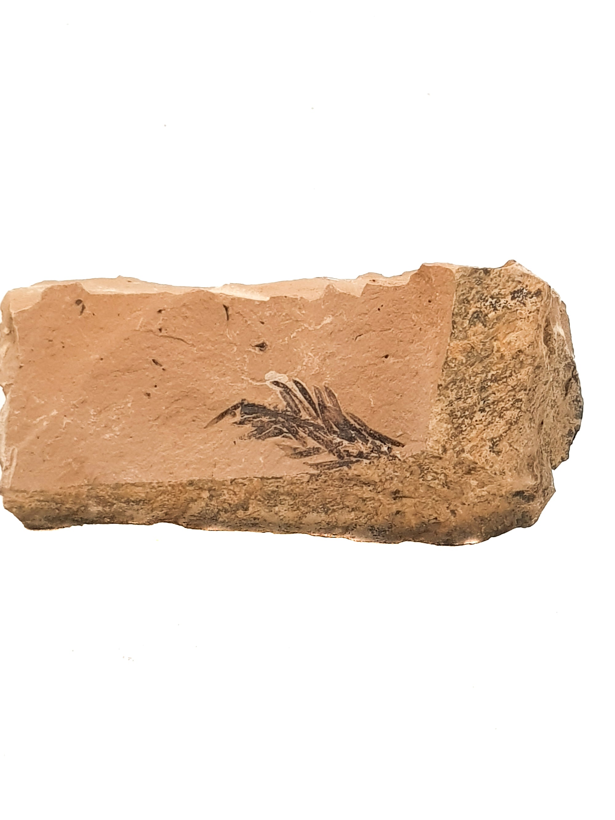 A partial meta sequoia fossil leaf on a beige limestone