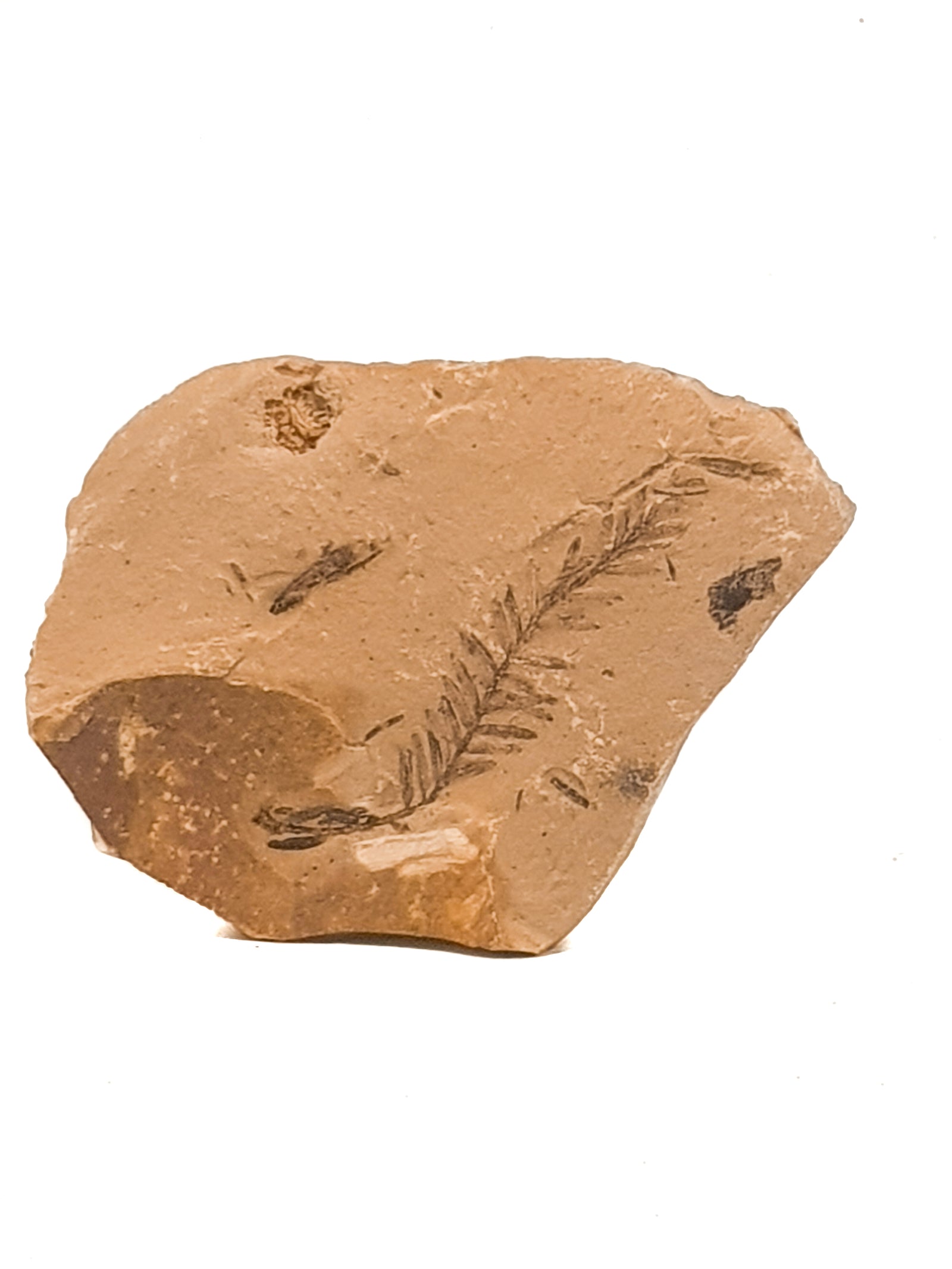 metasquoia leaf and plant material on a beige matrix