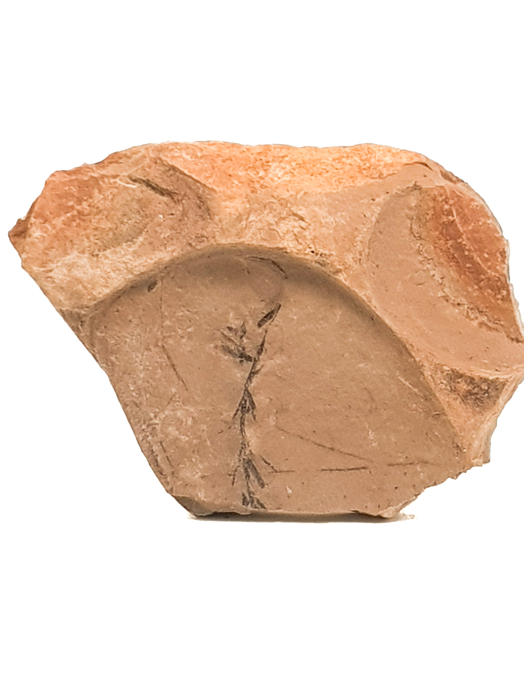 metasquoia leaf from Montana  on a beige matrix