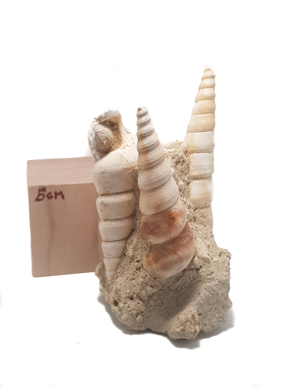 Bivalves and gastropods from the Paris Basin.