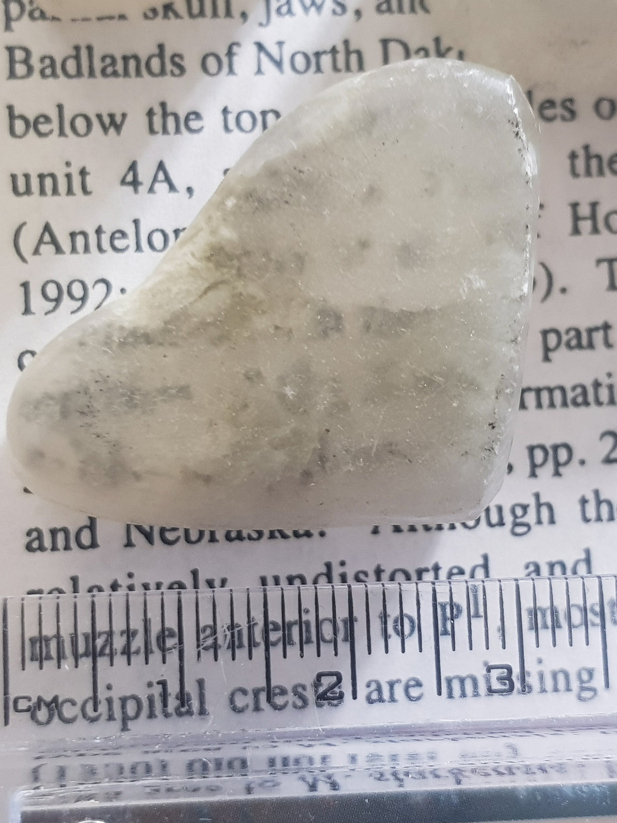 A polished sample of ulexite placed on black and white text to show fibre optic effect. This sample is next to a ruler for scale. It is about 3cm long.