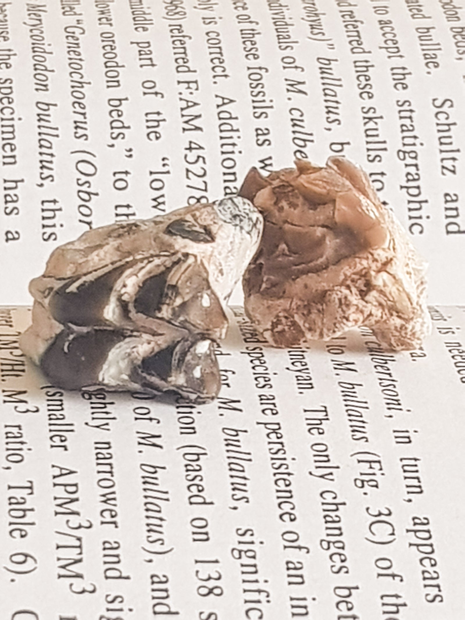 two Merycoidodontoid (oreodont) molars