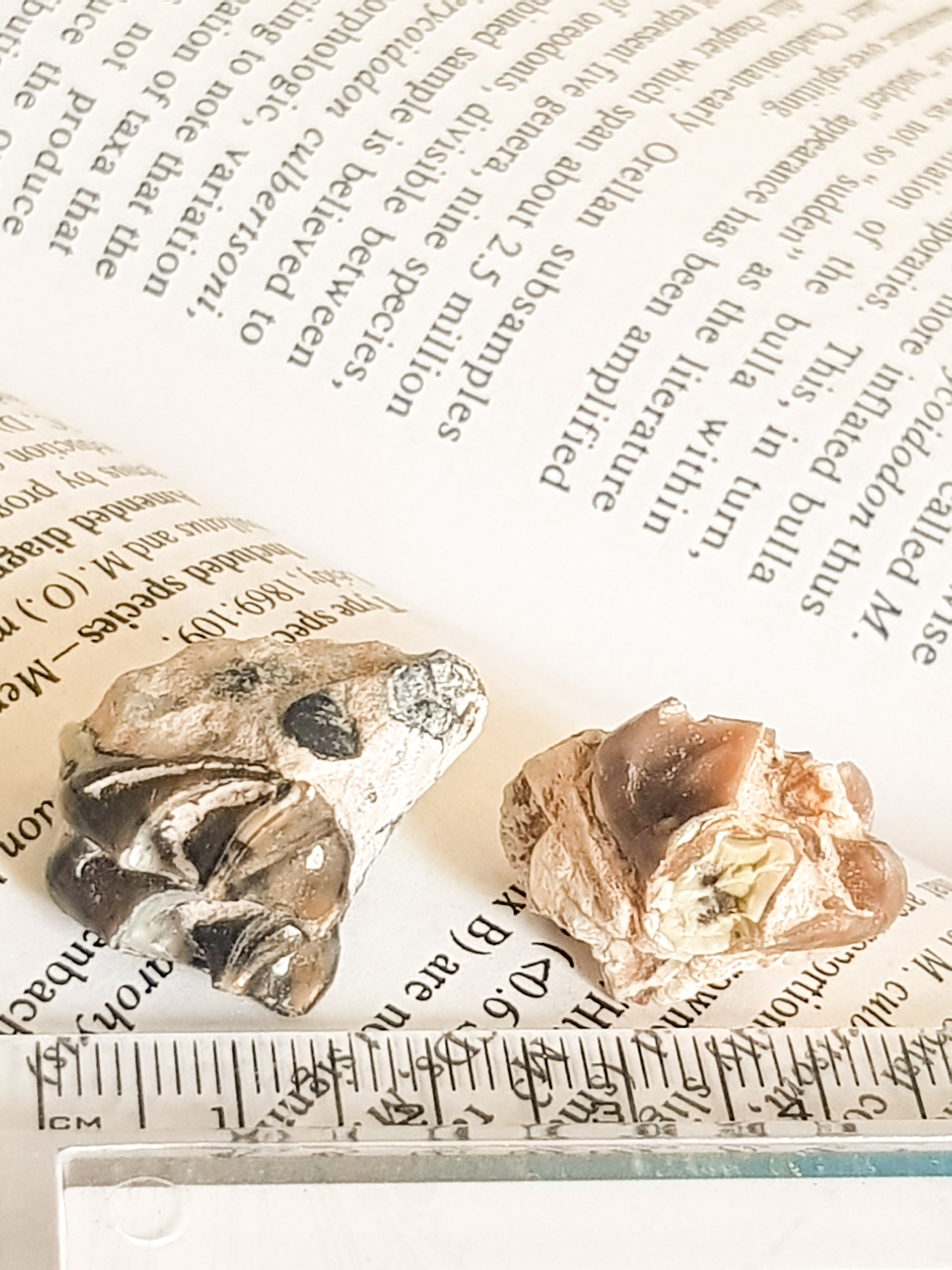two Merycoidodontoidea (oreodont) molars. They are next to a ruler for scale. Each tooth is about 1cm