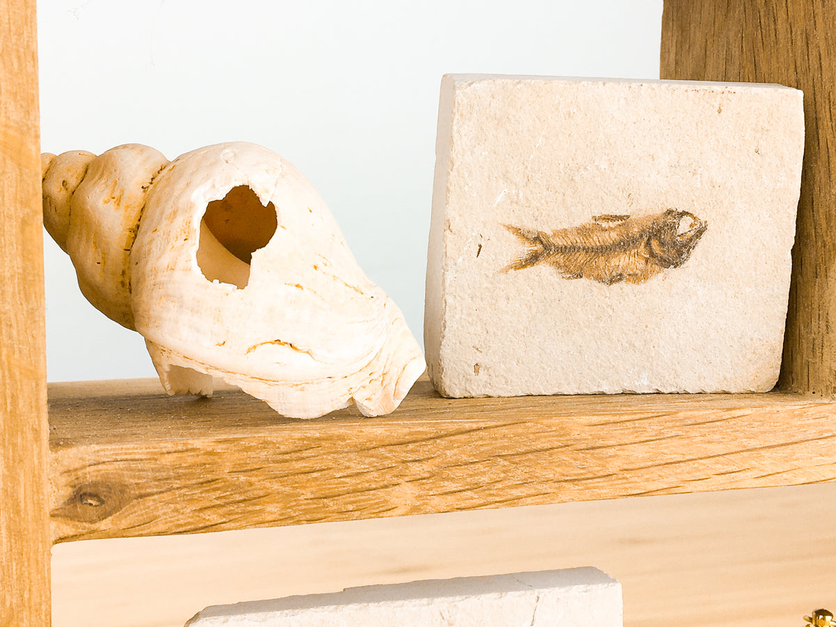 A large whelk shell with a hole in it is sitting on a shelf next to a fossil fish in limestone. The limestone is pale, the details of the fish are light brown. The bones and skull is very complete.